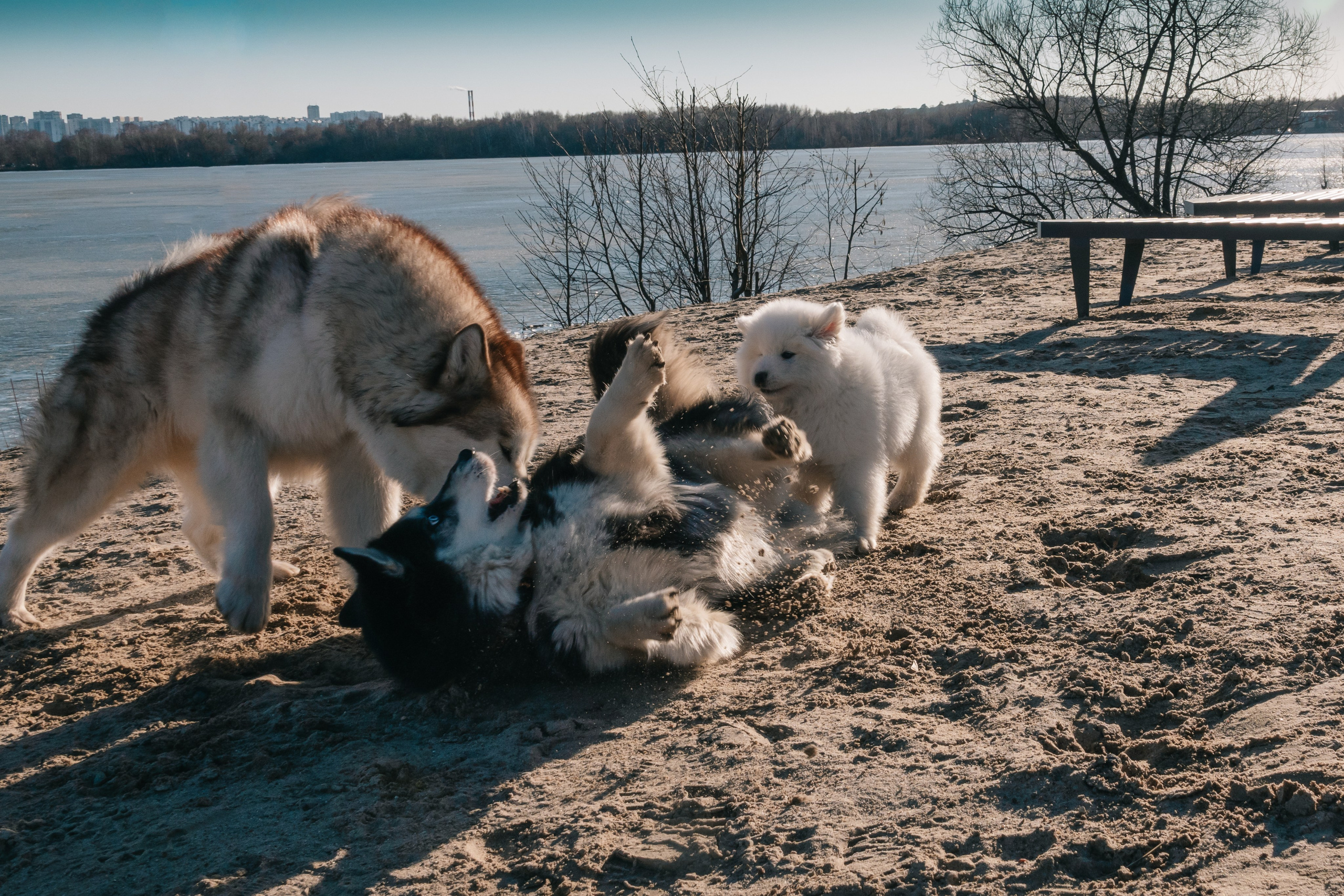 Очаровательный малыш Балу. Фотограф-анималист в Москве Юлия Лайхо