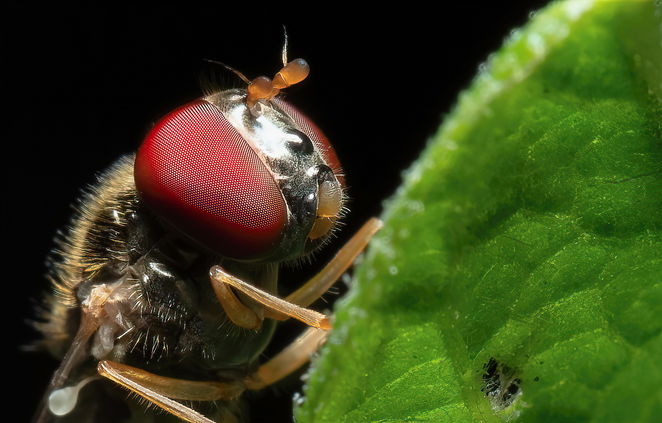 Мухи. Oles Paritskiy