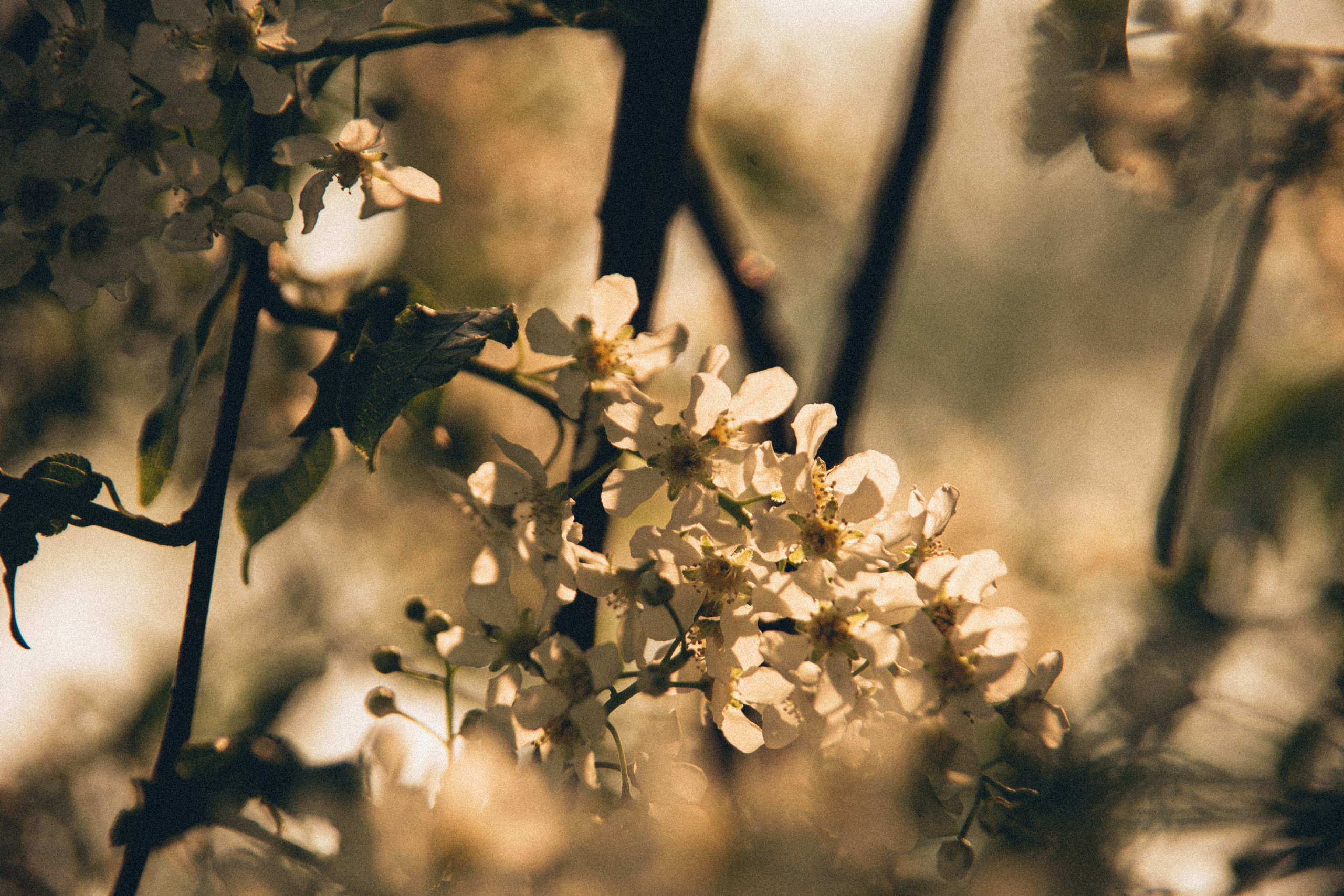 Природа. Darinishna Фэнтези-фотограф Хабаровск