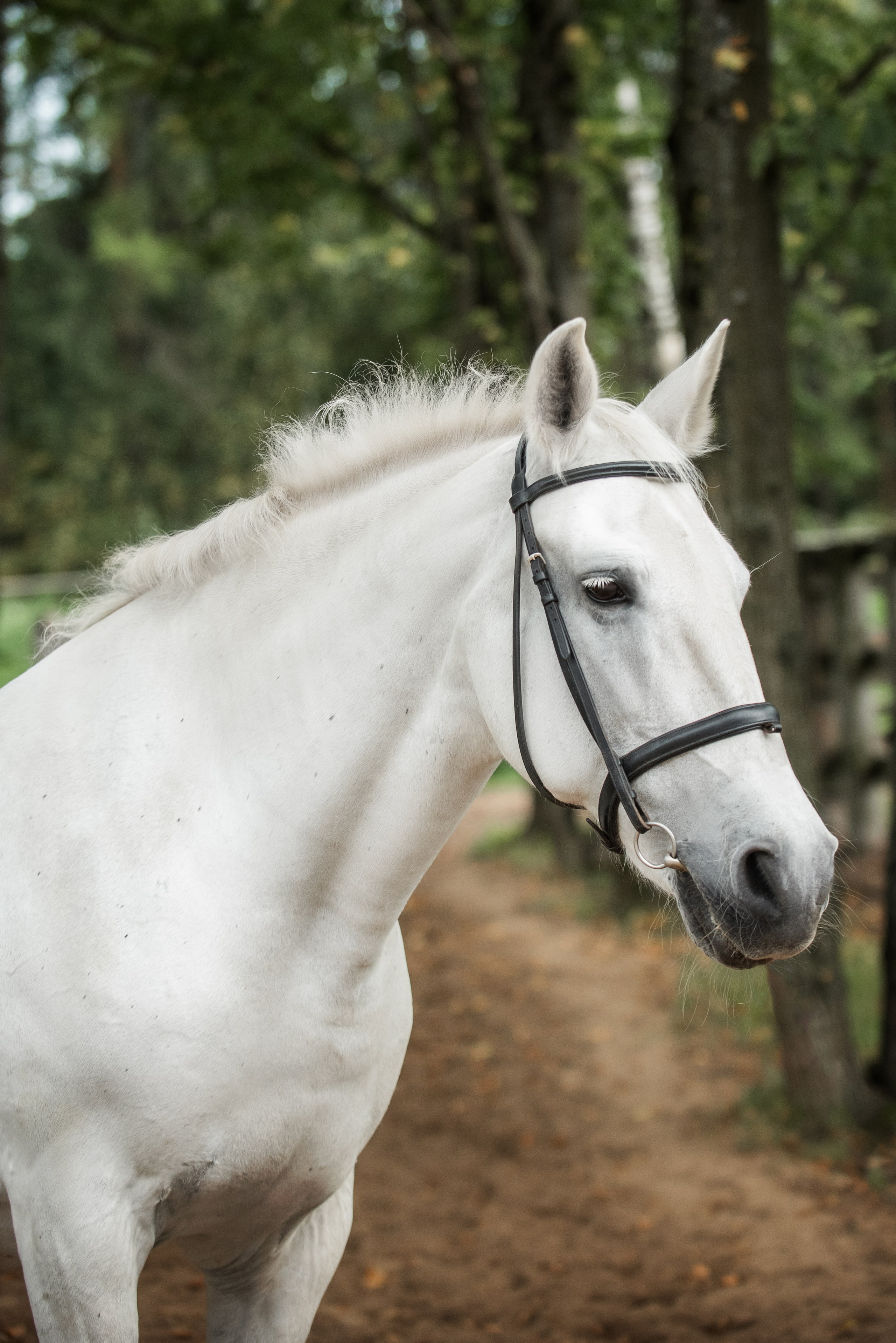 Тренеры и кони КСК «АЛМАЗОВО». Конный фотограф Куракина Дарья • Фотосессии с лошадьми