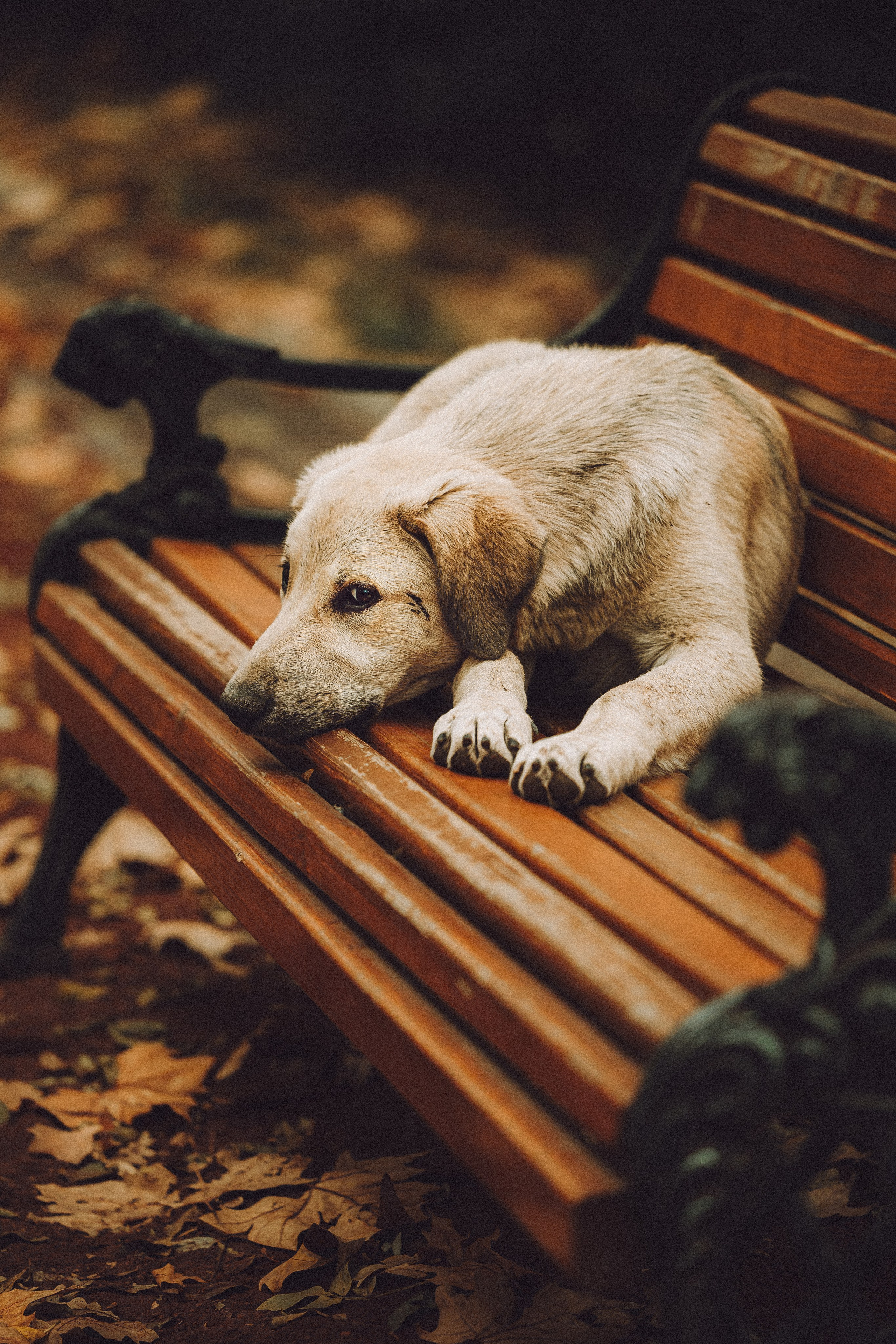 Настя и Гоша
