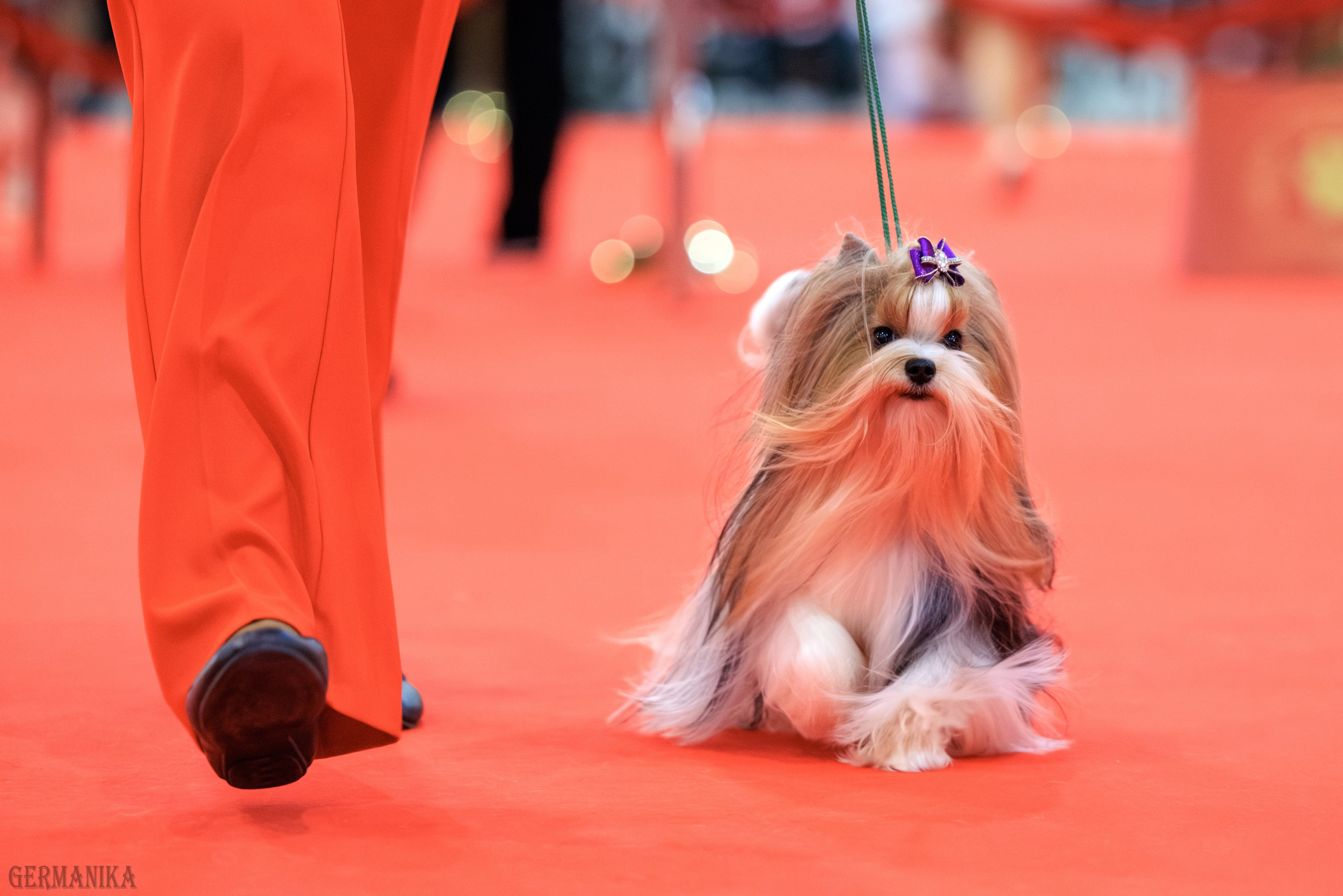 Лучшие Собаки России 17-18.02.2024. Фотограф-анималист Юлия Германика