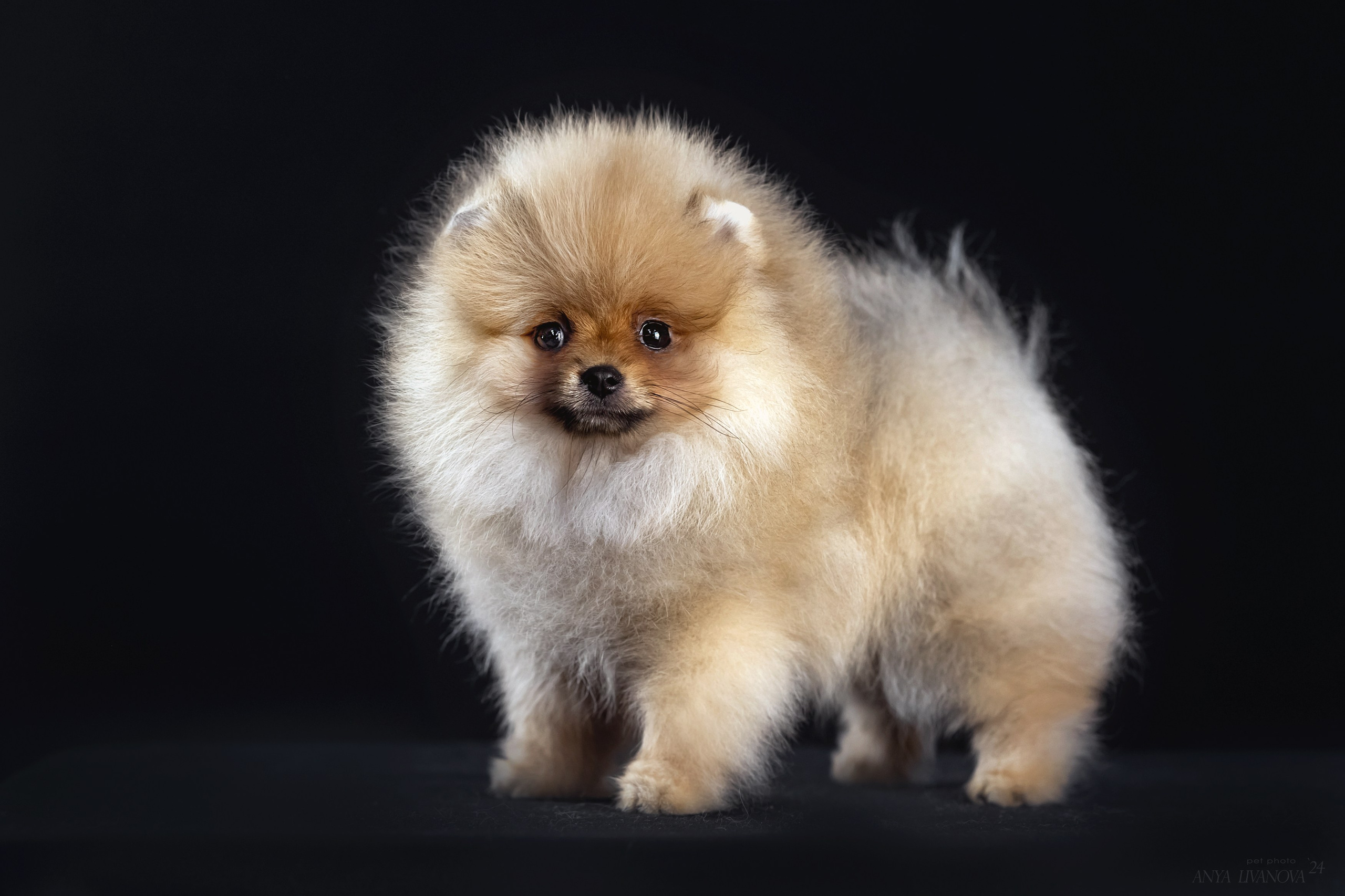 Шпицы. Фотограф анималист Аня Ливанова | Рыбинск