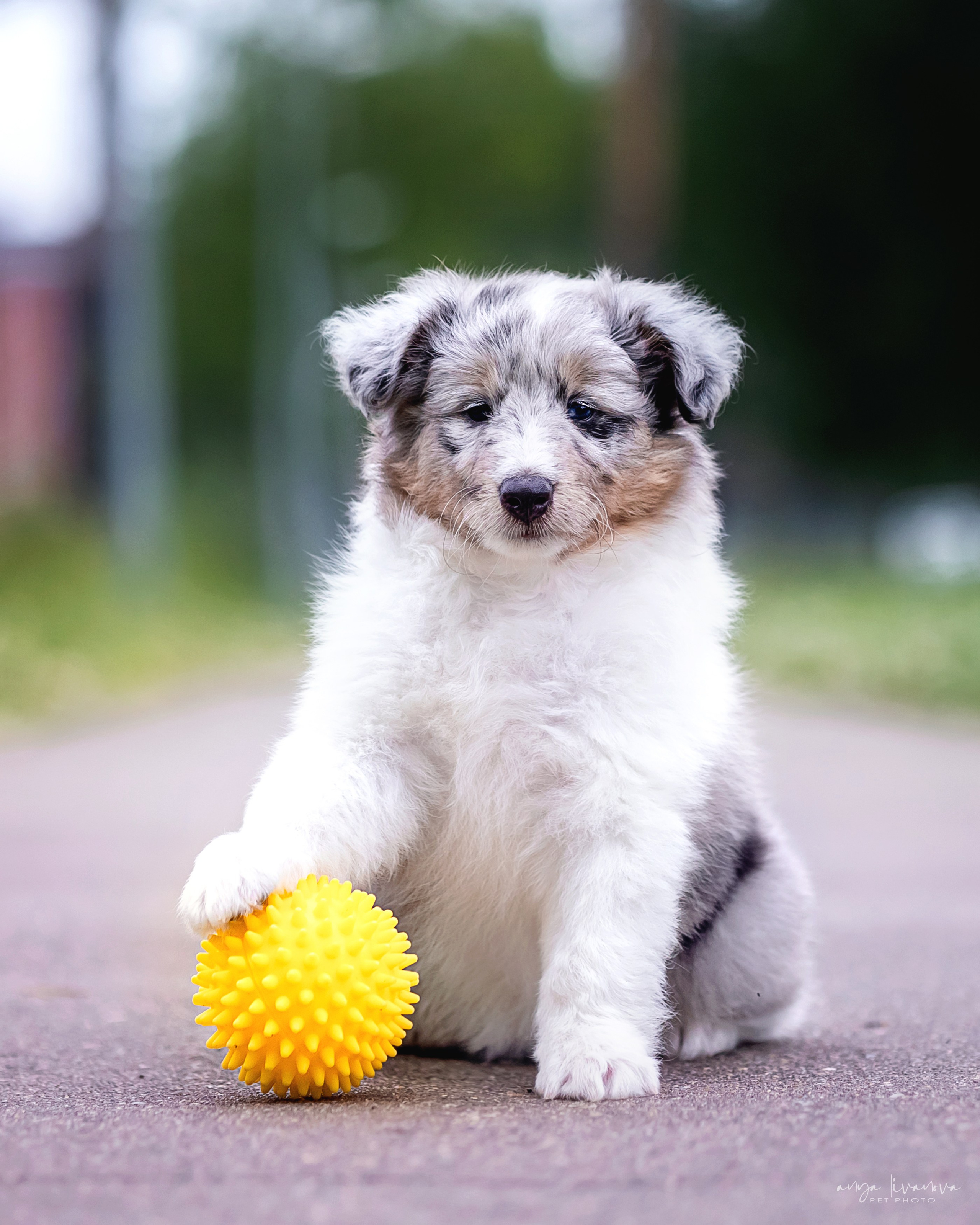 Шелти. Фотограф анималист Аня Ливанова | Рыбинск