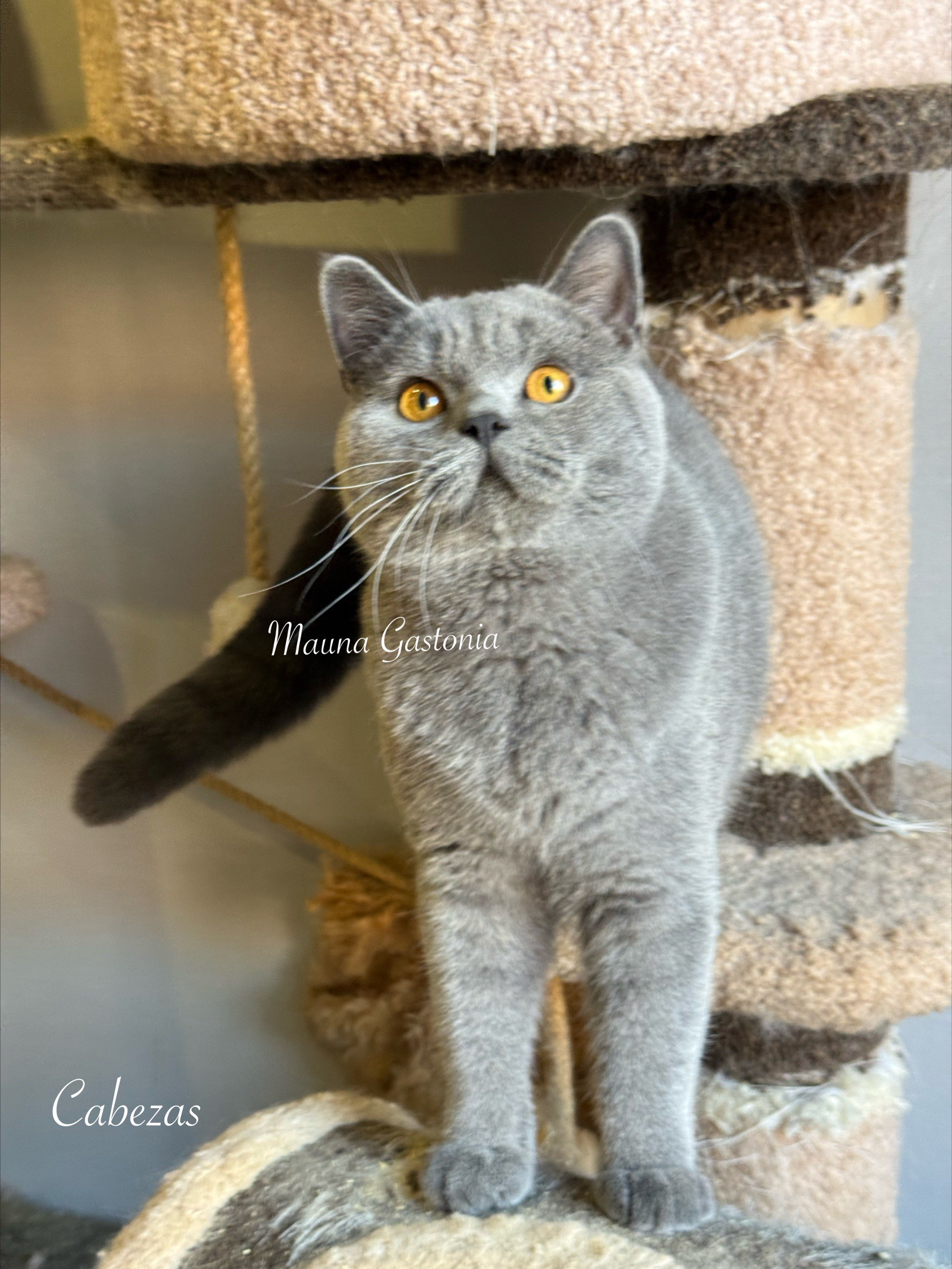 Cabezas. Mauna Gastonia