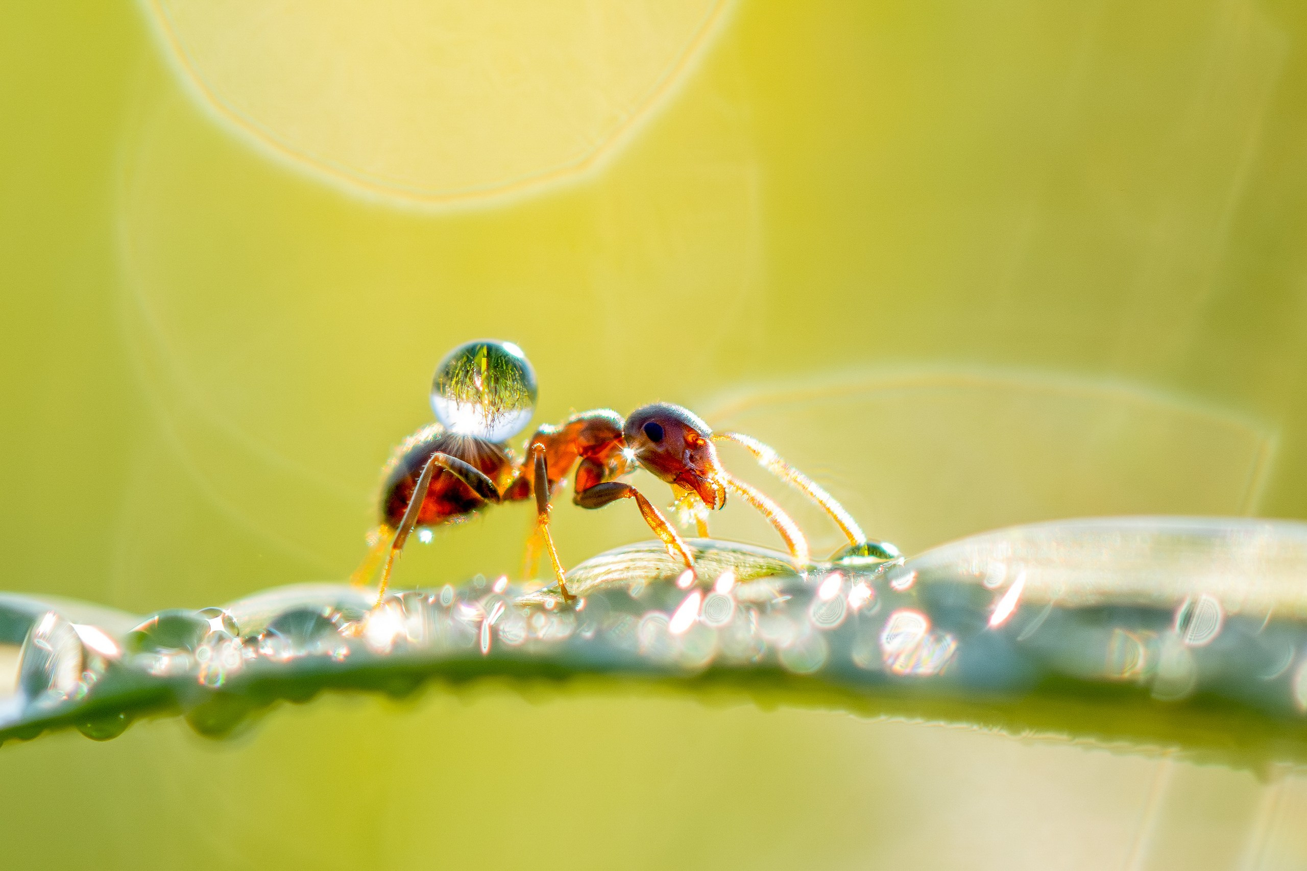 Макрофотосъёмка. Foto-Zuev фотография как искусство
