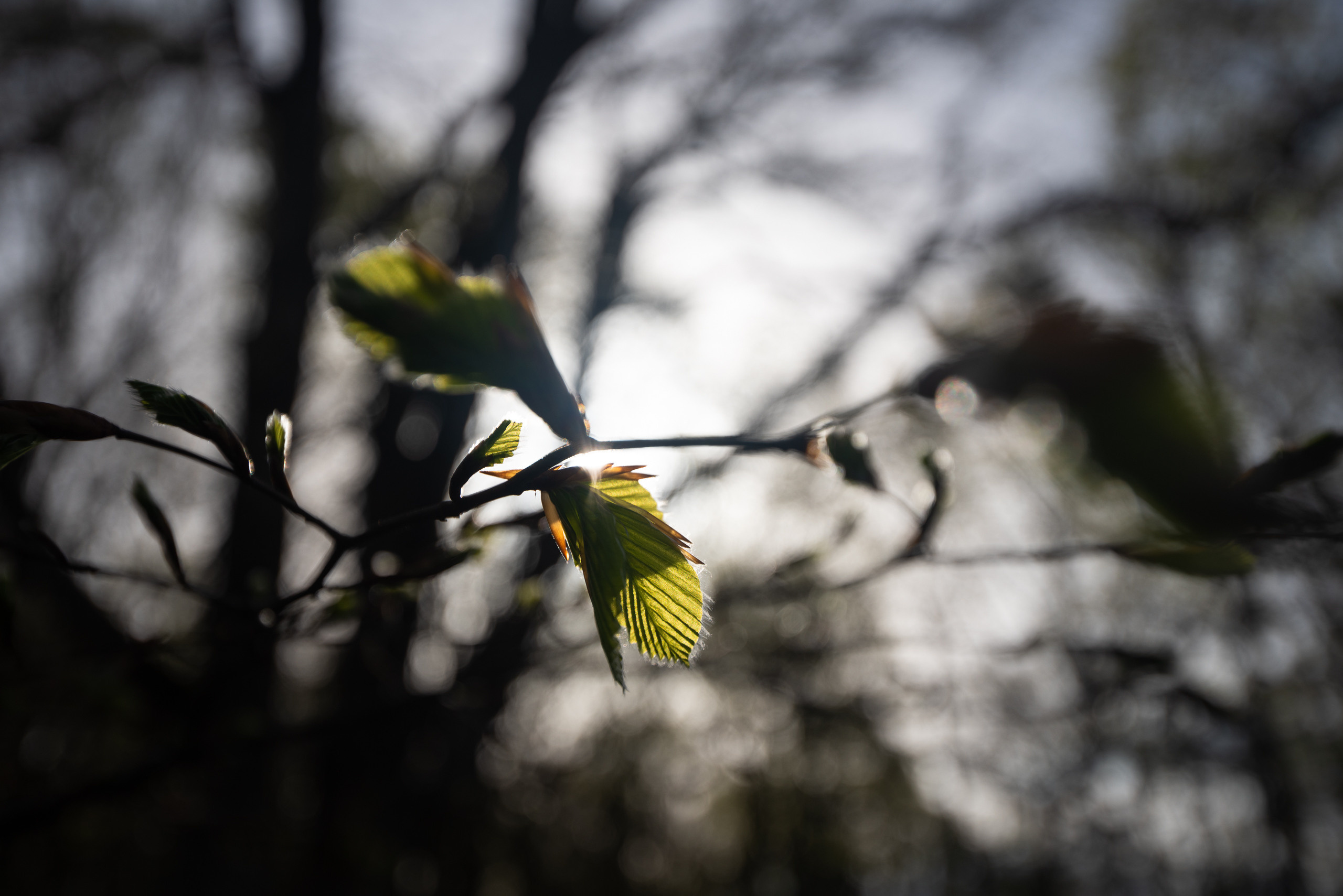 Крым. Портретный фотограф Белград Матвей Кармаков