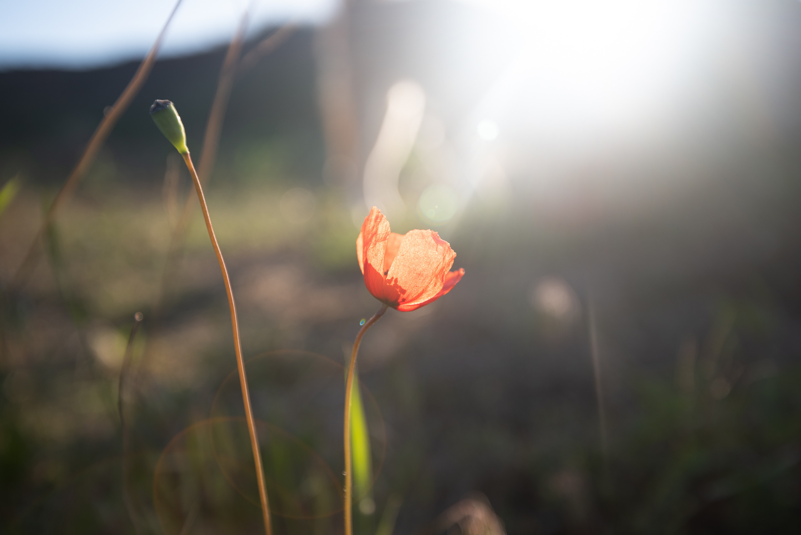 Крым. Портретный фотограф Белград Матвей Кармаков