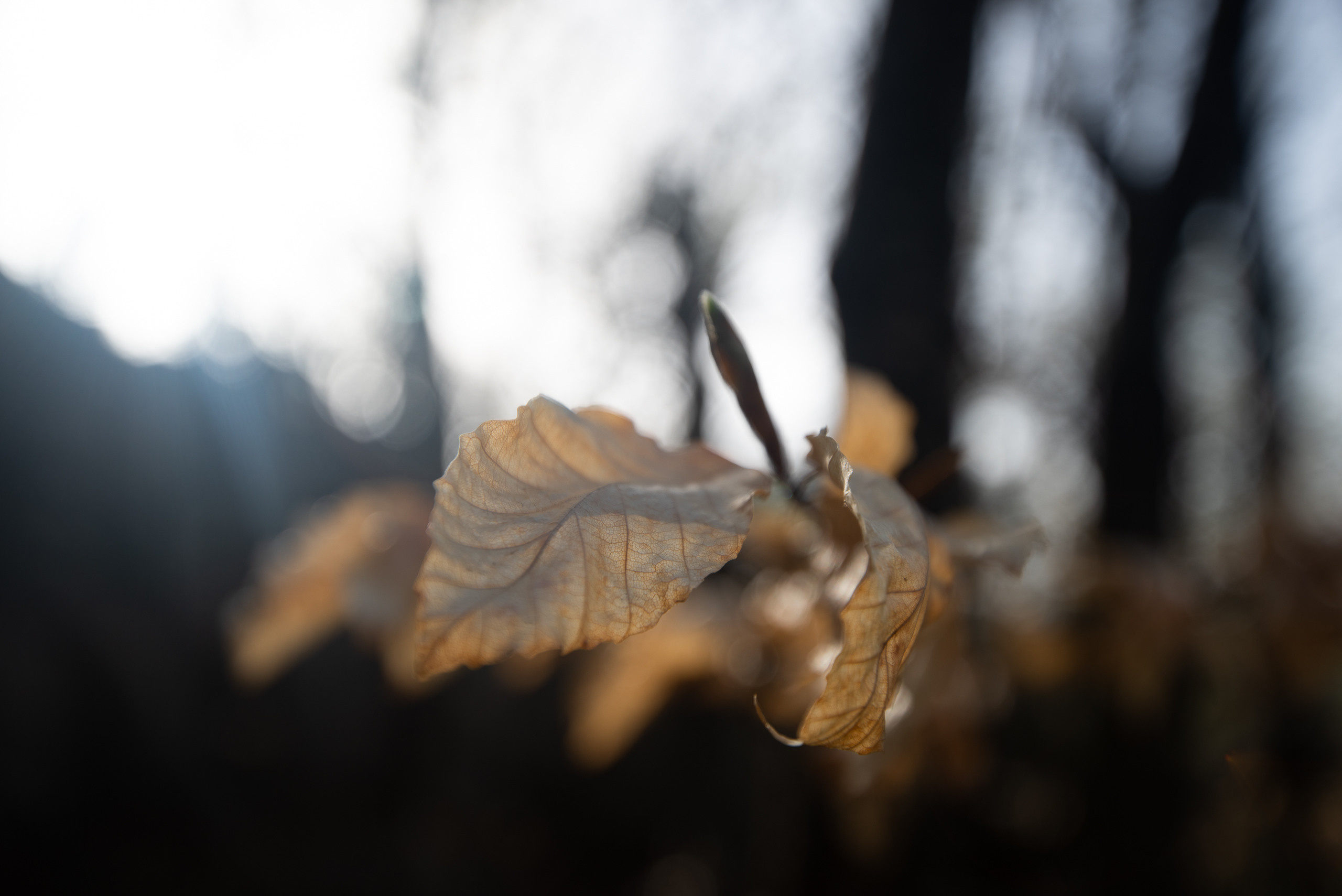 Крым. Портретный фотограф Белград Матвей Кармаков