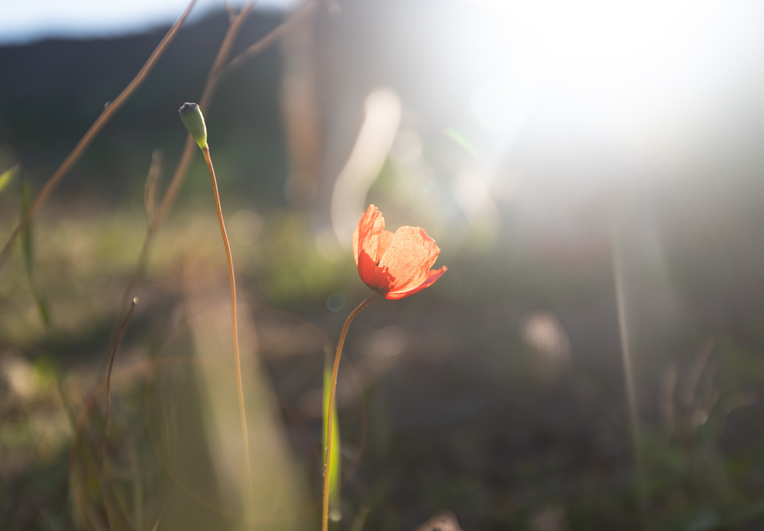 Крым. Портретный фотограф Белград Матвей Кармаков