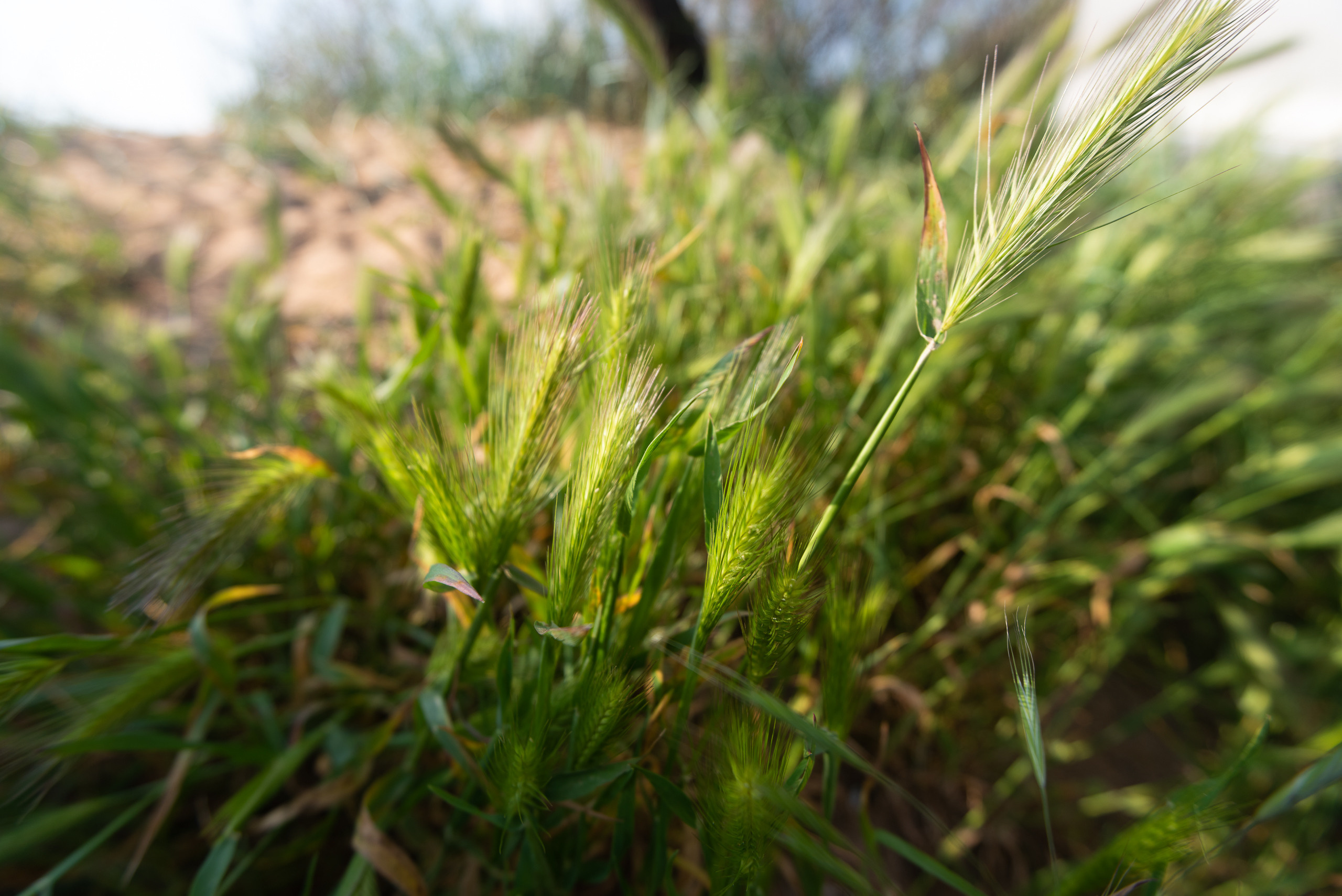 Крым. Портретный фотограф Белград Матвей Кармаков