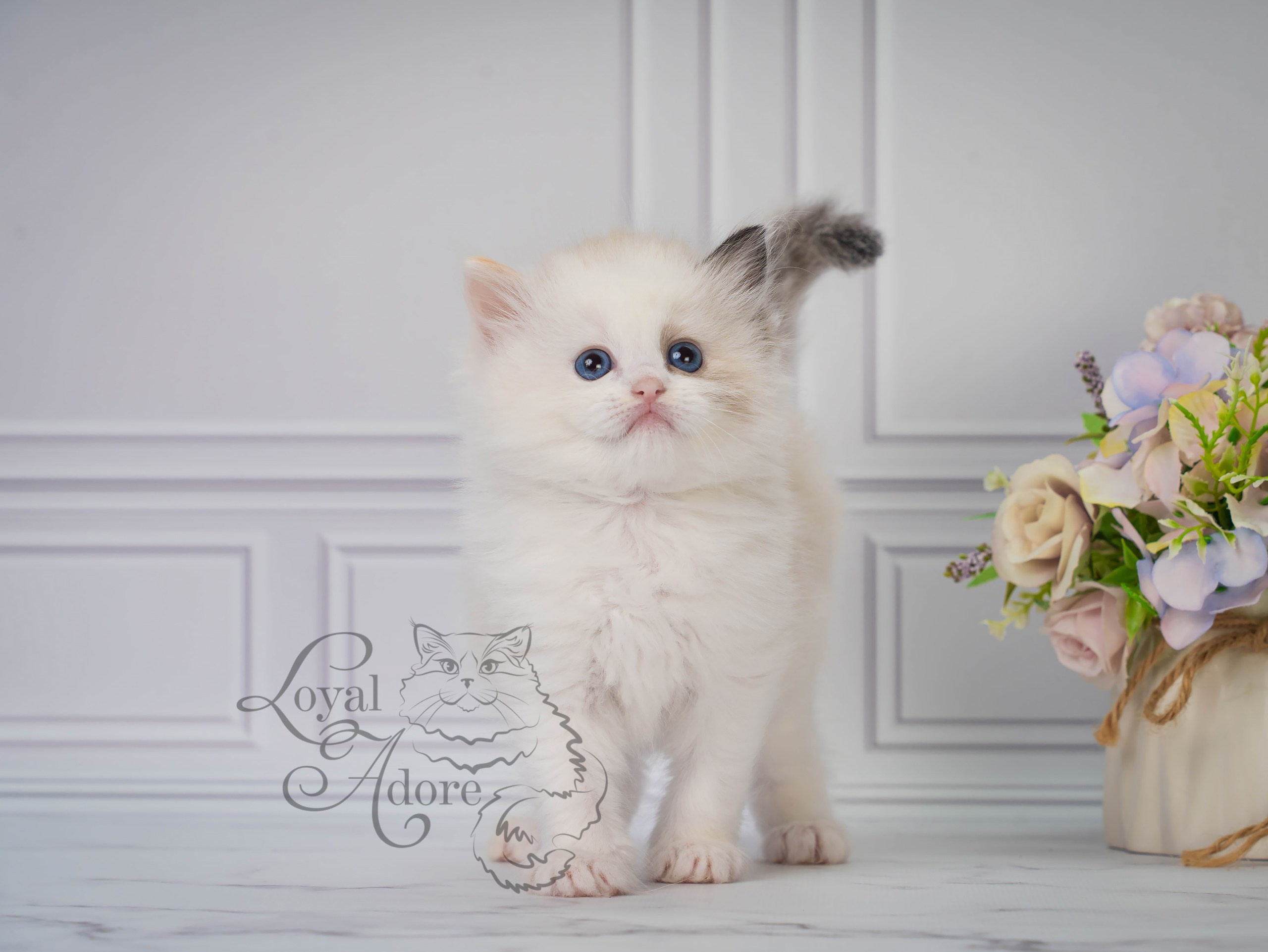 Котята рэгдолл от Loyal Adore. Питомник рэгдолл Loyal Adore