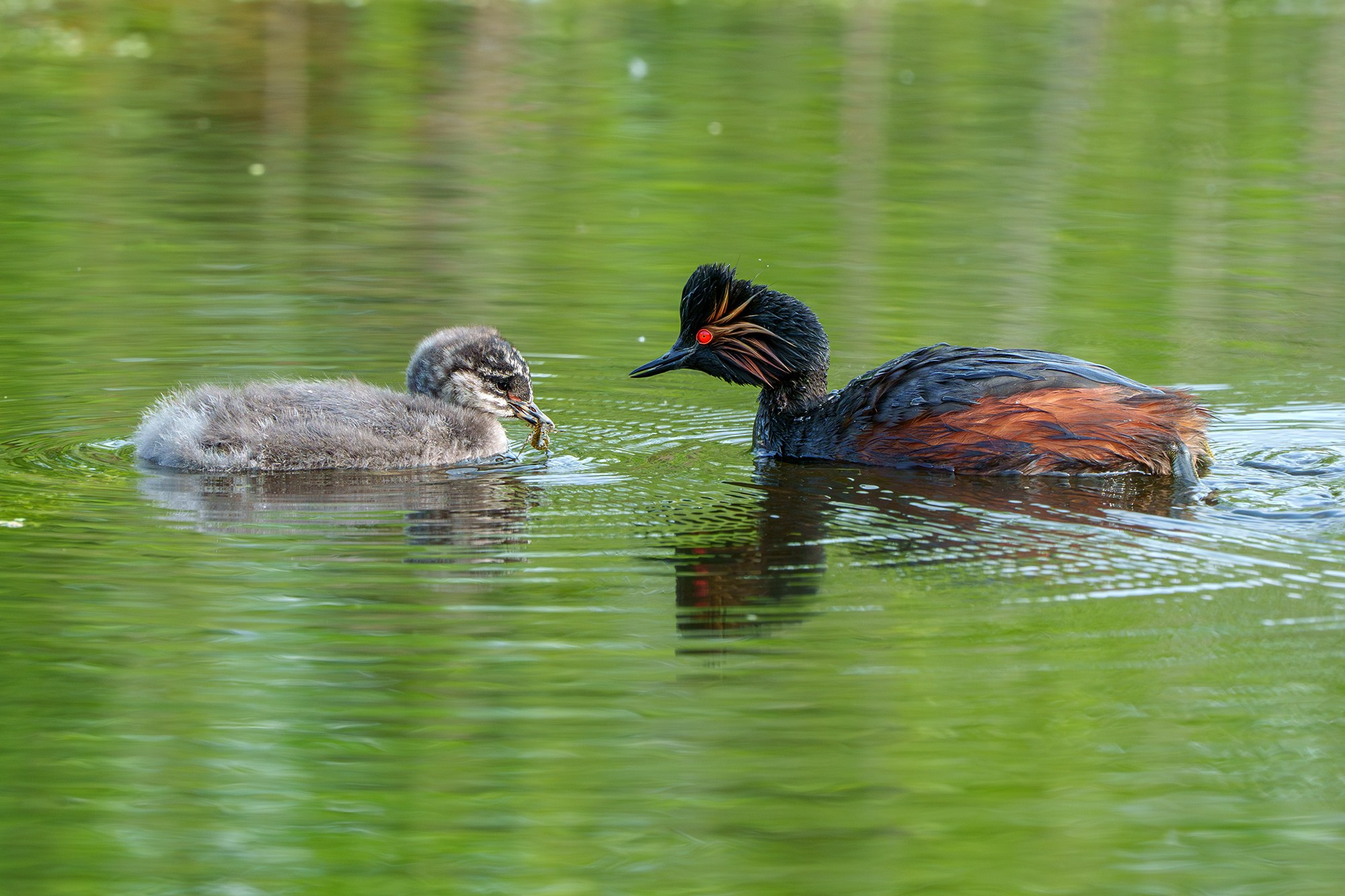 Удивительные мир птиц. Вокруг нас столько прекрасного — присмотритесь!. Ваш личный фотограф Марина Волкова