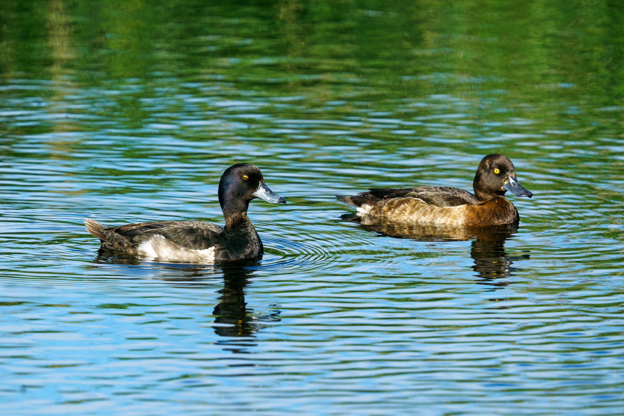 Удивительные мир птиц. Вокруг нас столько прекрасного — присмотритесь!. Ваш личный фотограф Марина Волкова