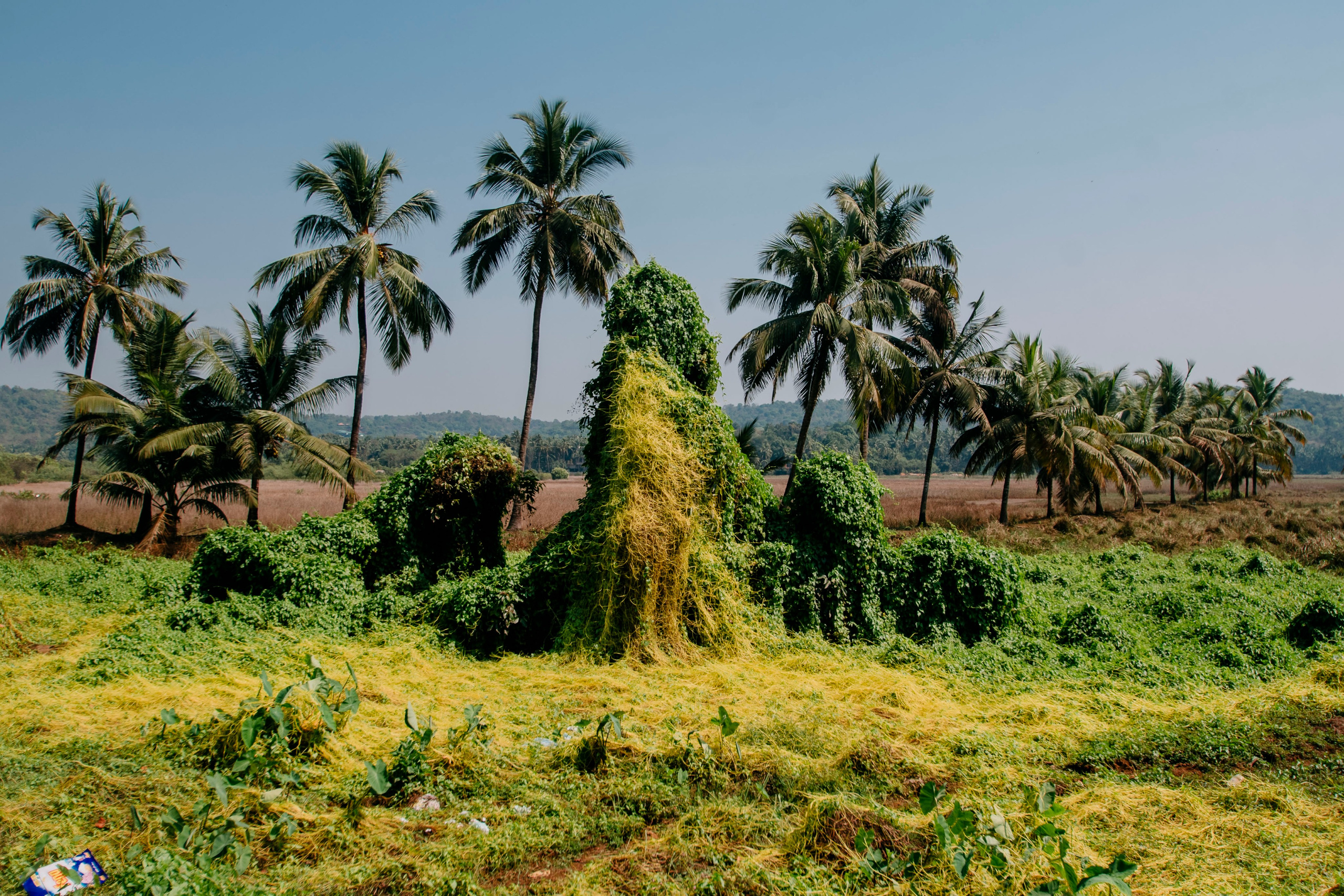 Гоа. индия. Iraogo