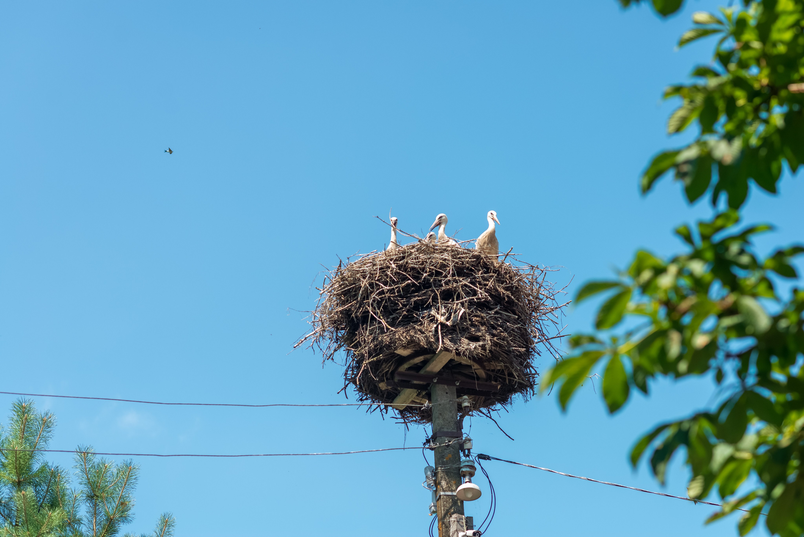 Деревня Барышье. Женский фотограф Крещение Венчание Москва Брянск
