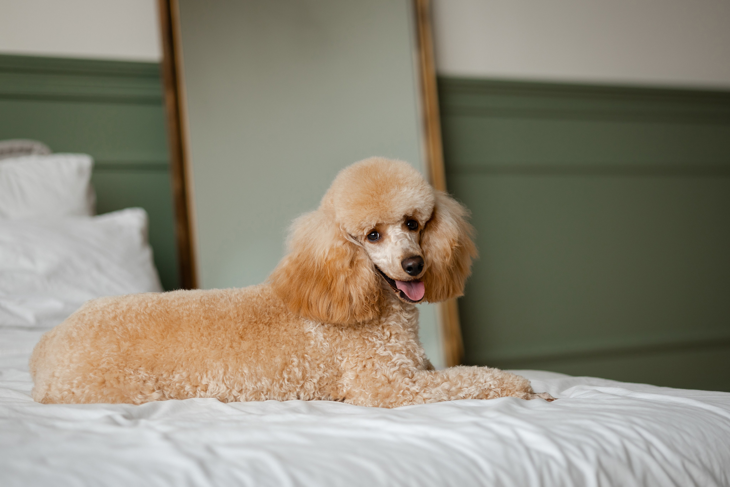 Фотосессия пуделя в студии. Фотограф-анималист в Краснодаре Маша Мельникова