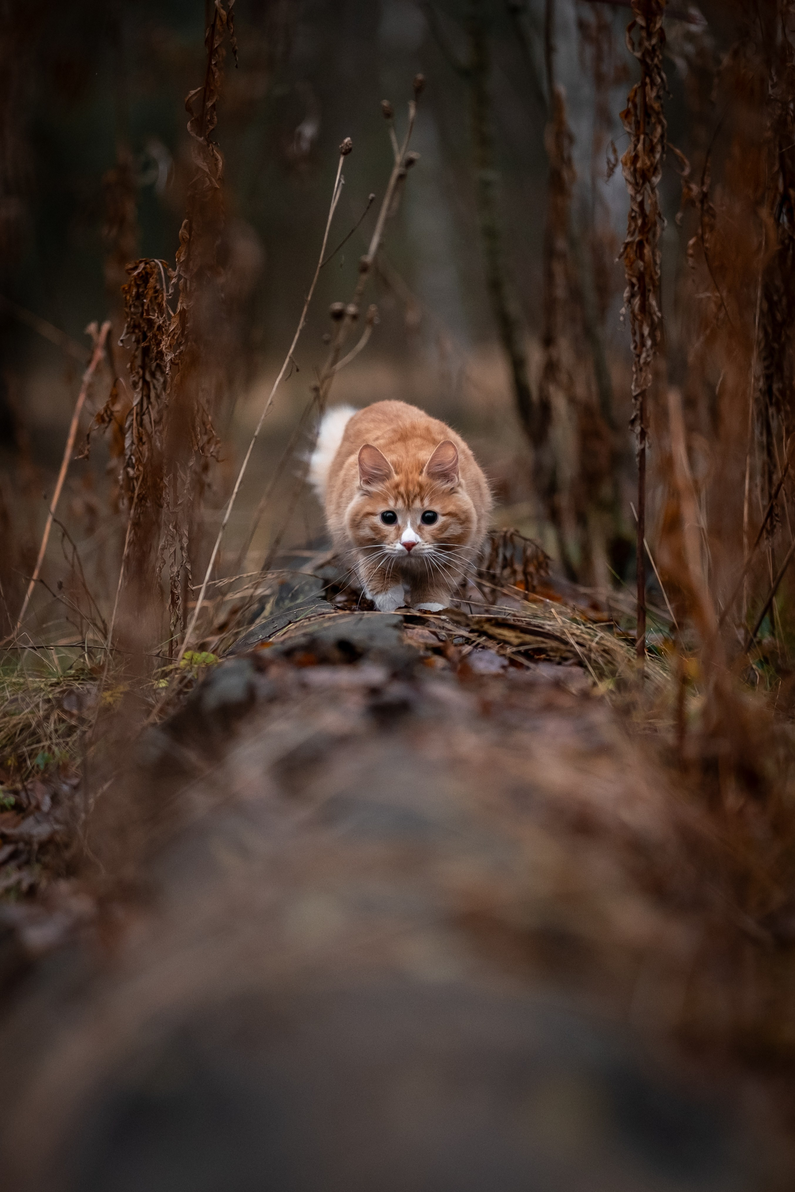 Котенок Дарвин на прогулке). Зоофотограф, фотограф животных в Москве и области Дина Дамоцева