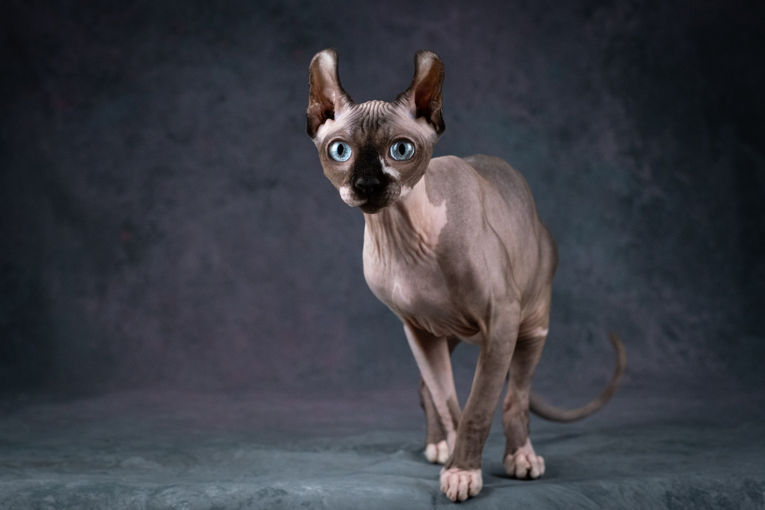 Нюша для Светланы!. Зоофотограф, фотограф животных в Москве и области Дина Дамоцева