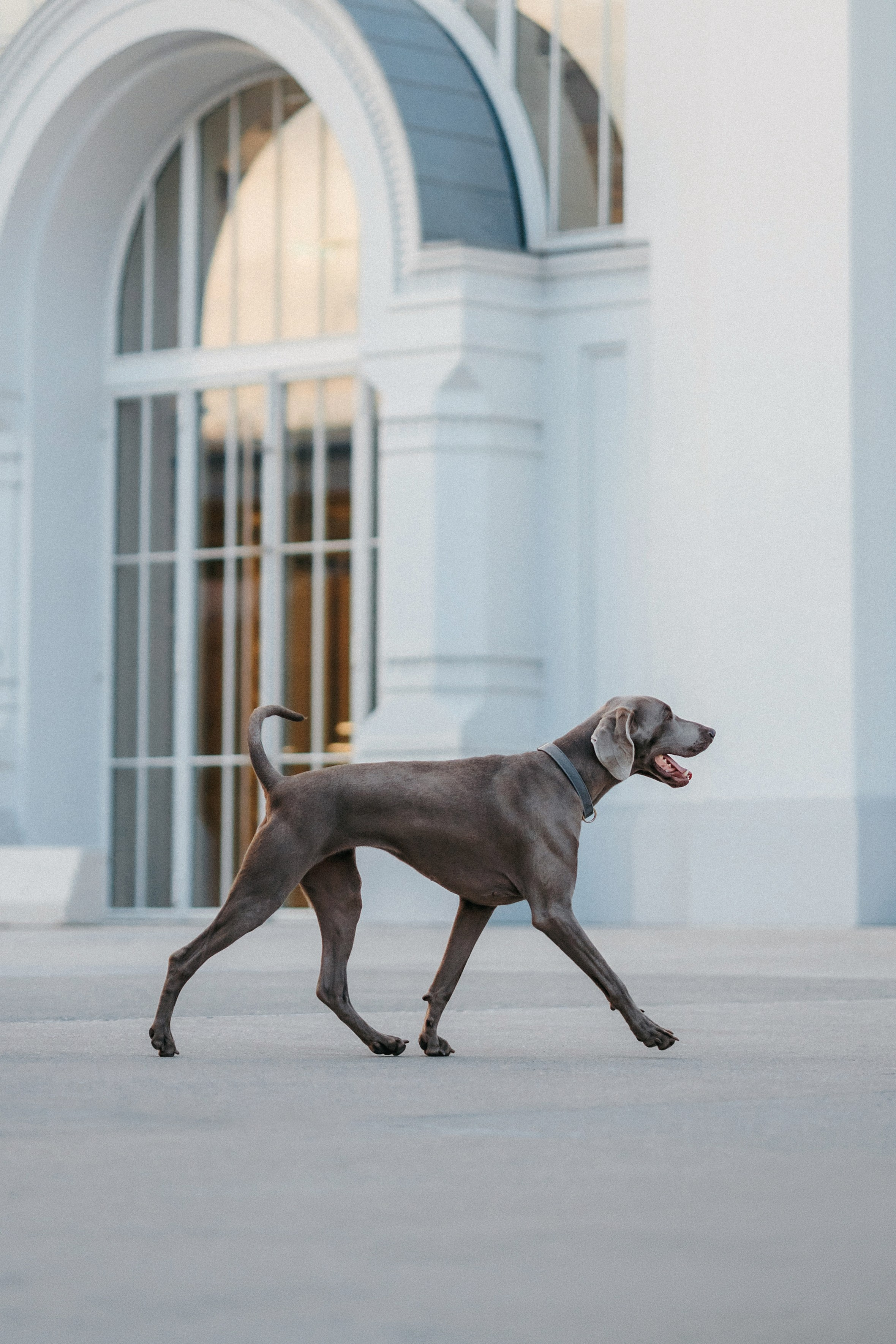 Соня и Майли. Фотограф-анималист Елена Радченко, Москва