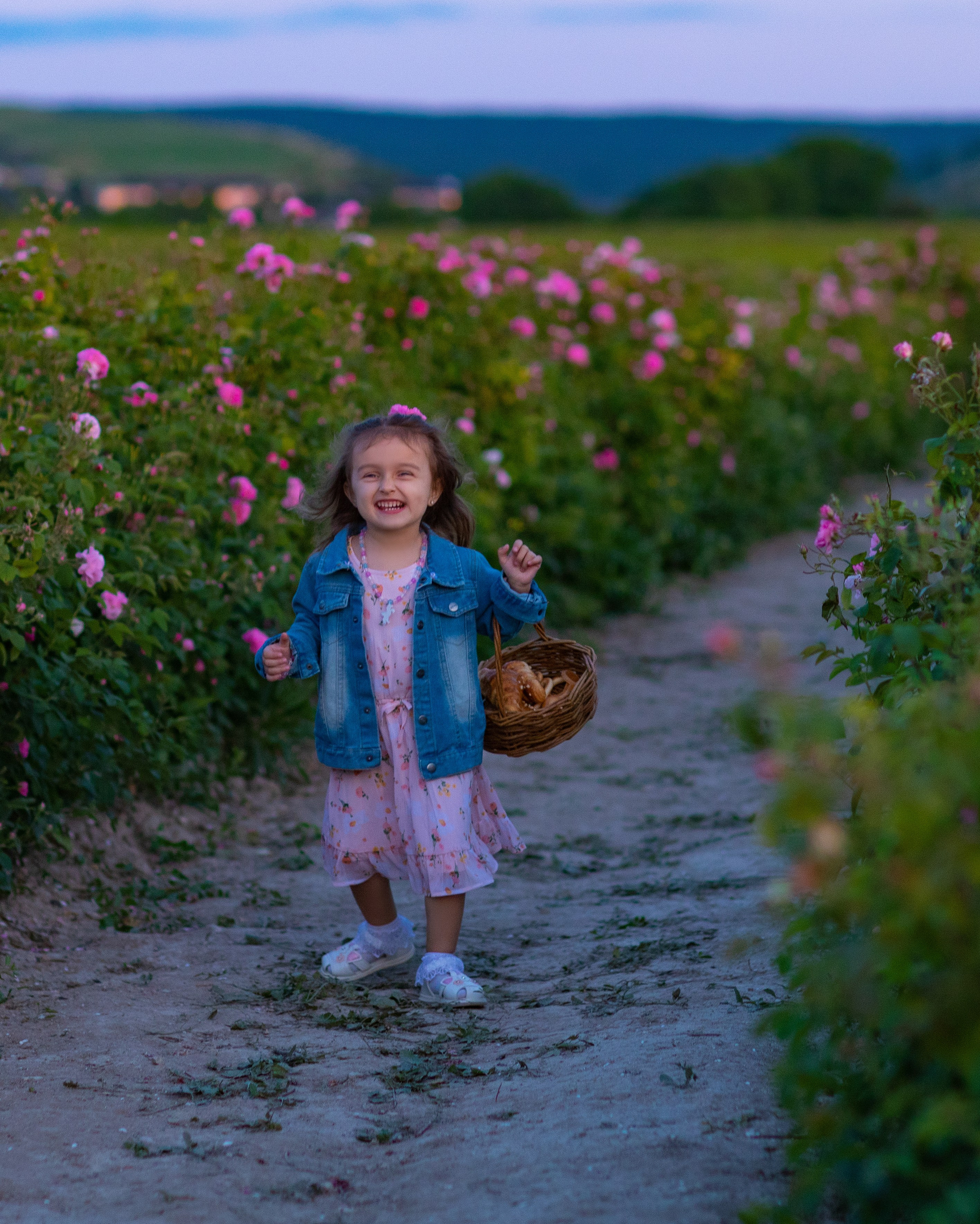 Чайная роза. Фотограф Севастополь/Крым Светлана Евтушенко