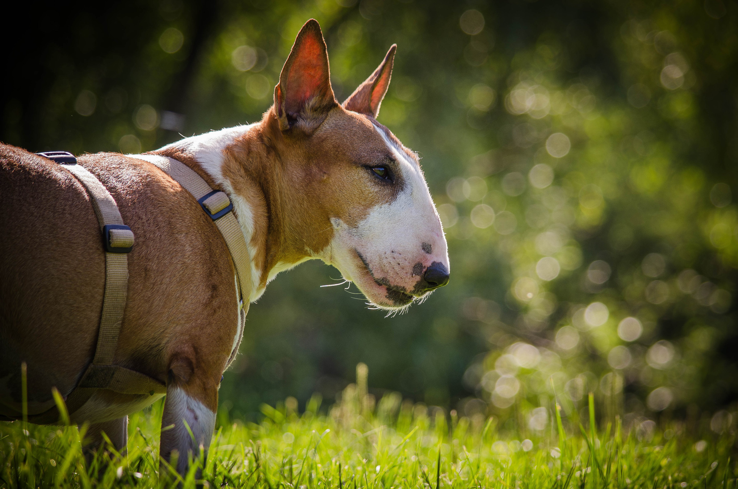 Пуля. Фотограф Светлана Блинова, Москва и Московская область