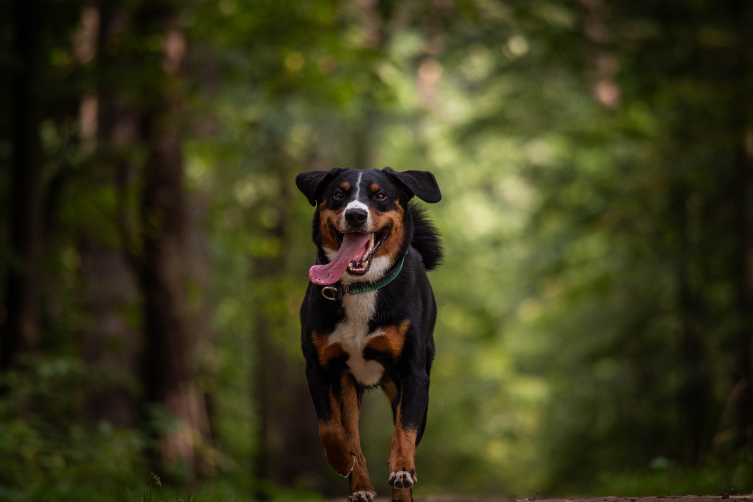 Микки и Юля. Фотограф Светлана Блинова, Москва и Московская область