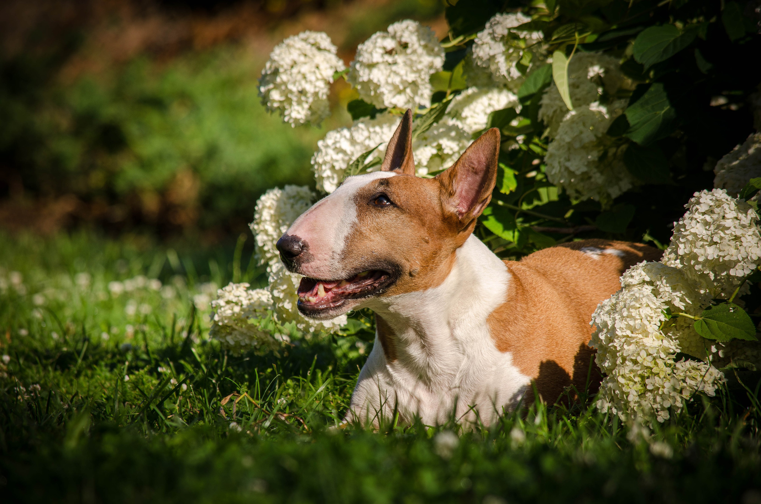 Пуля. Фотограф Светлана Блинова, Москва и Московская область