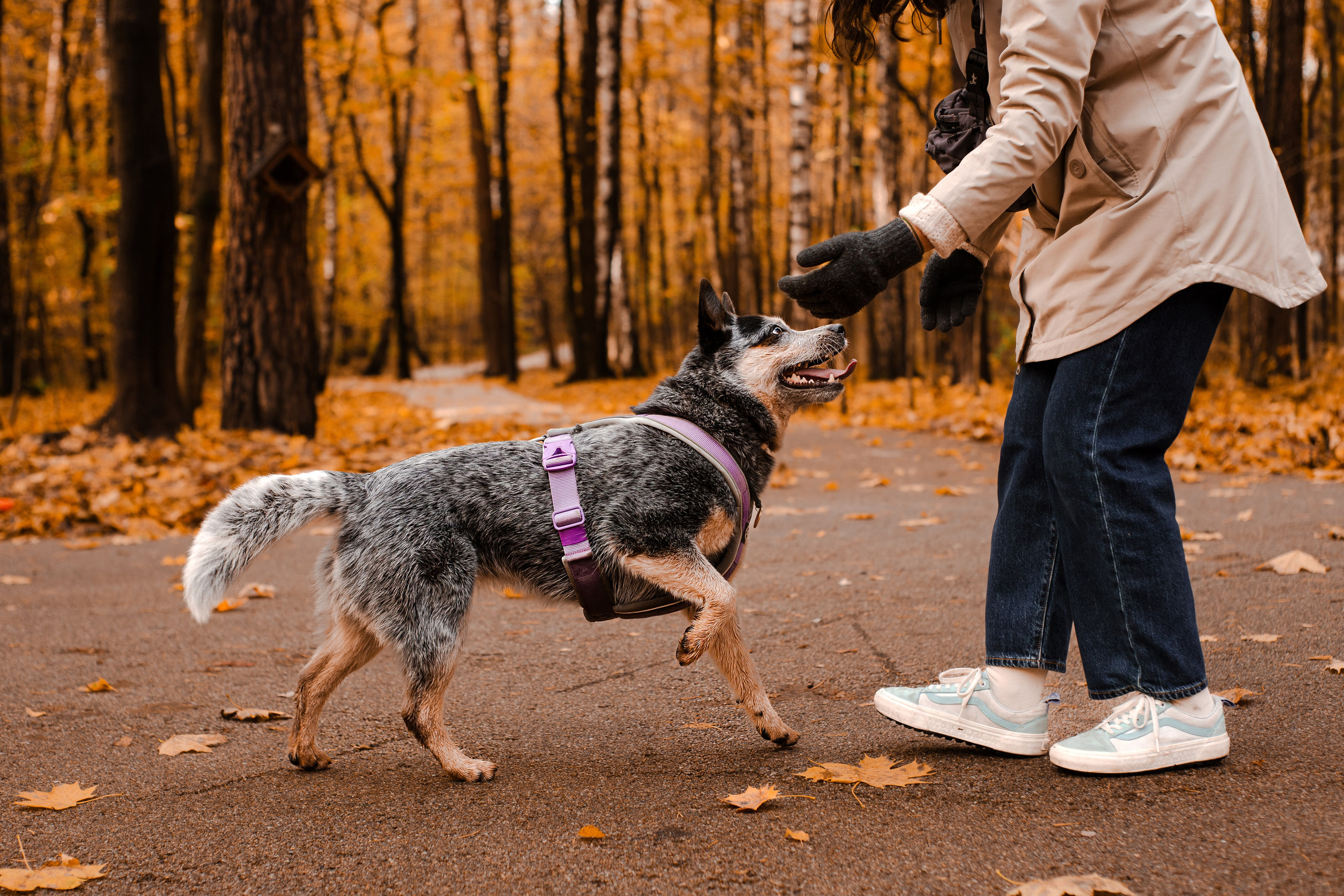 Юля, Антон и Лу. Фотограф-анималист Мария Баркевич | Москва