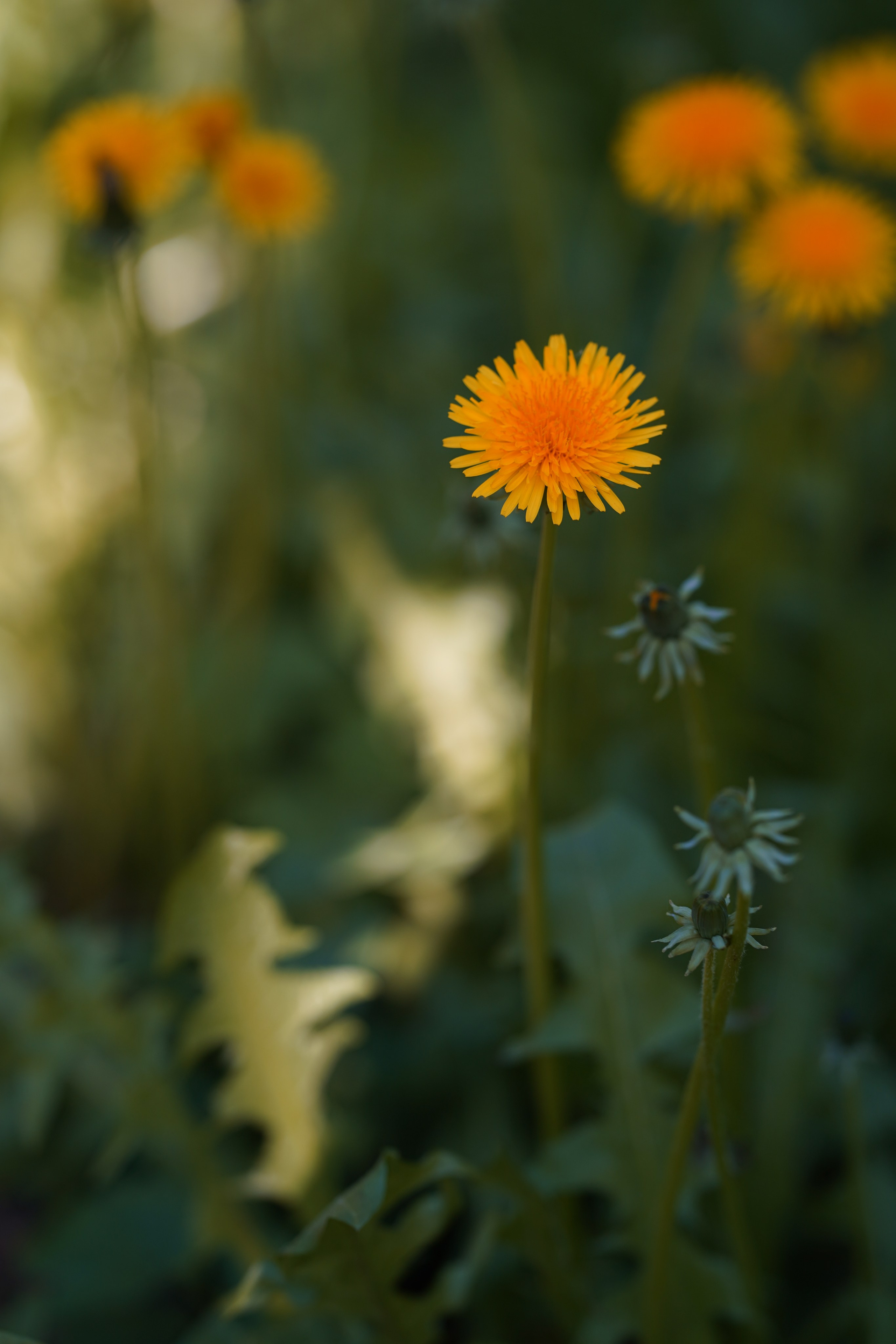 Природа. Фотограф в Москве Мария ~Zagagul~