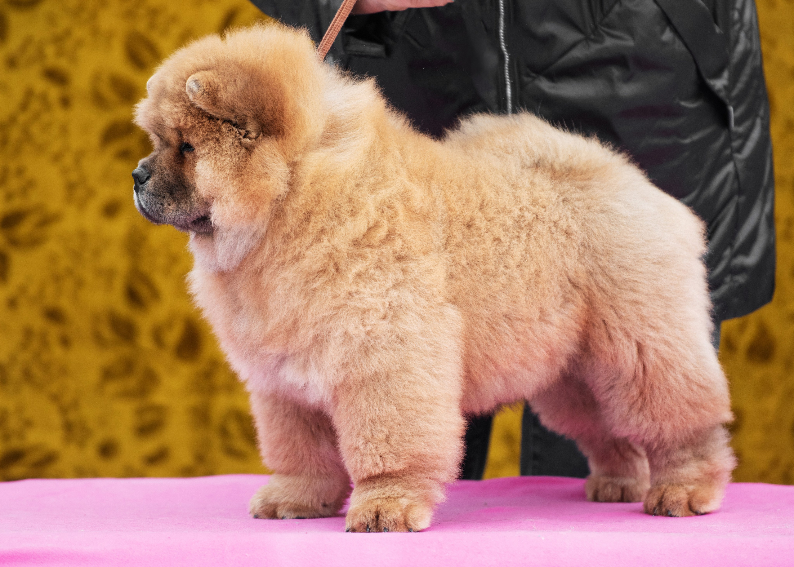 Чау чау. Дог-фотограф в Тюмени Александра Королева