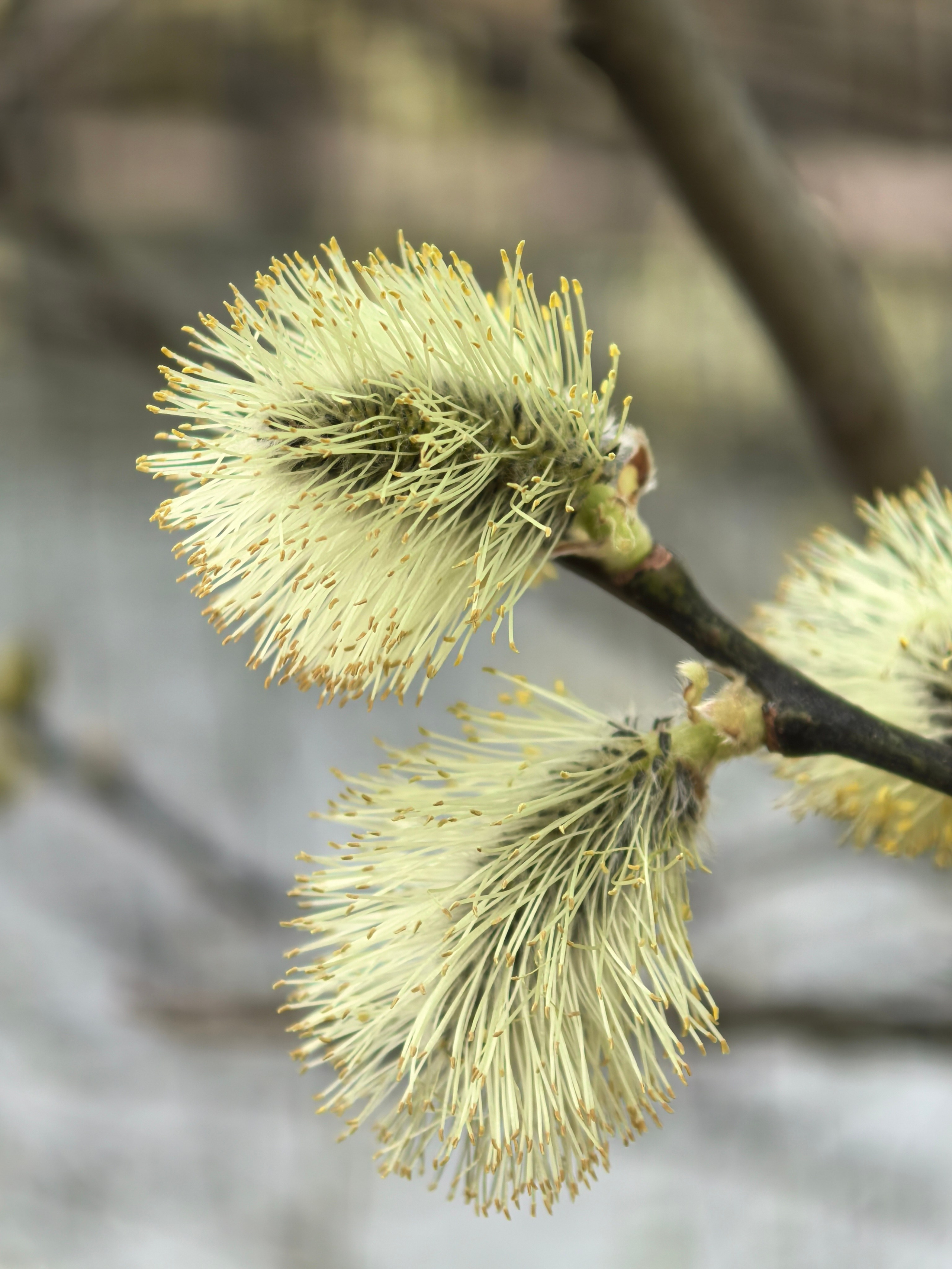 ПочтиМАКРО. Школьные выпускные альбомы в Москве Марина Николаева