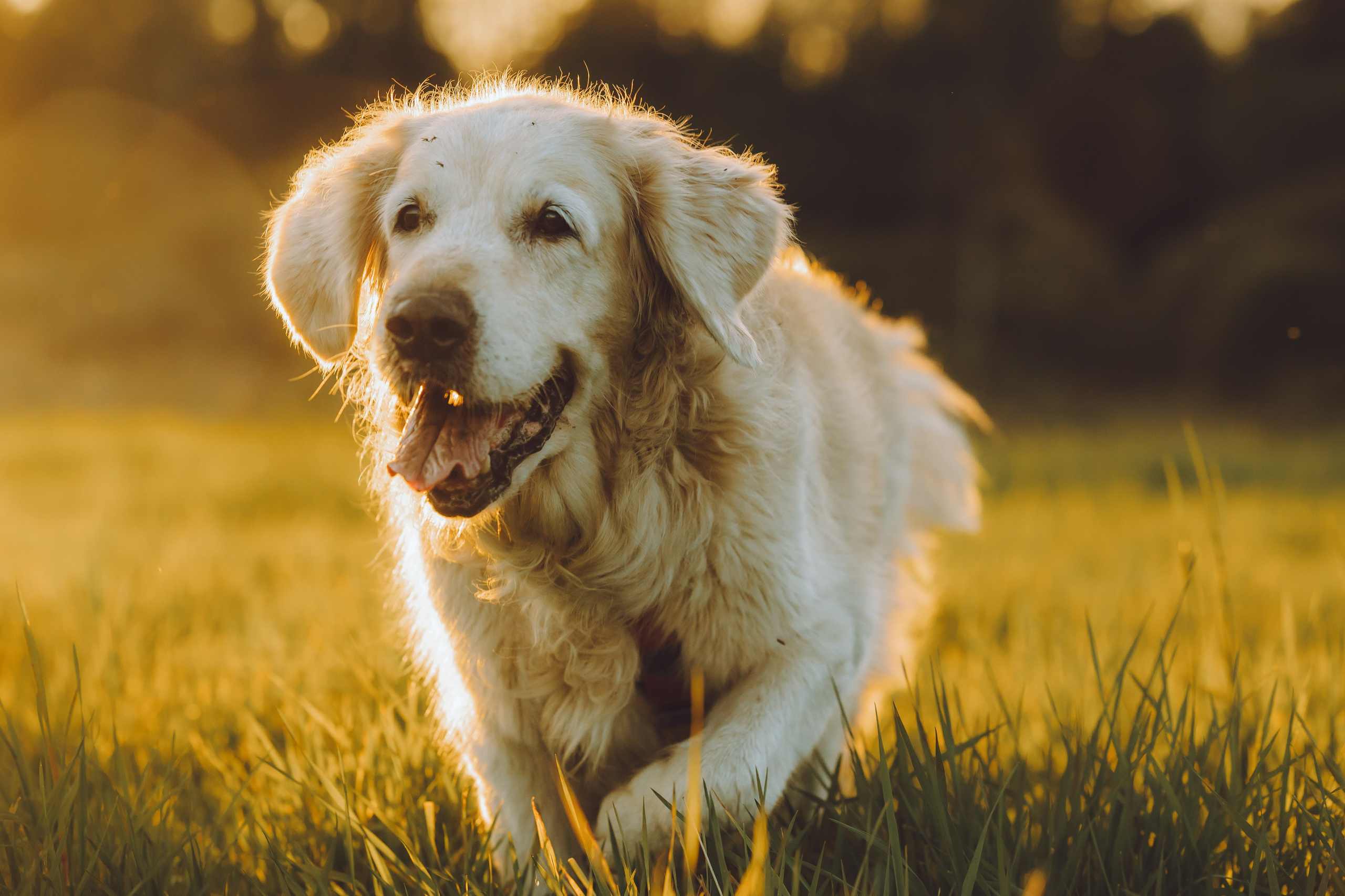 Выездной дог-тренинг от школы «Шерсть имею», Тованово