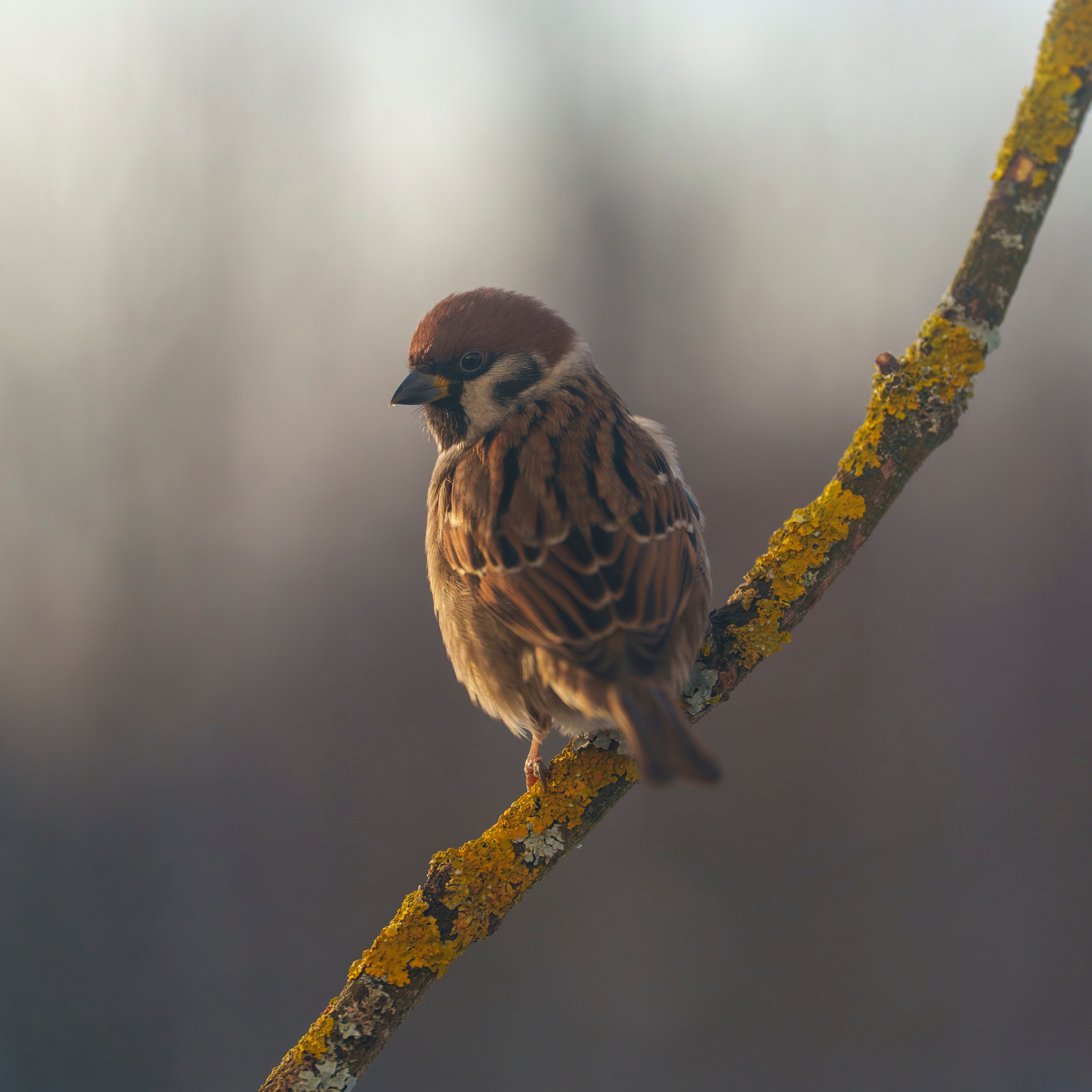 Animals — Животные