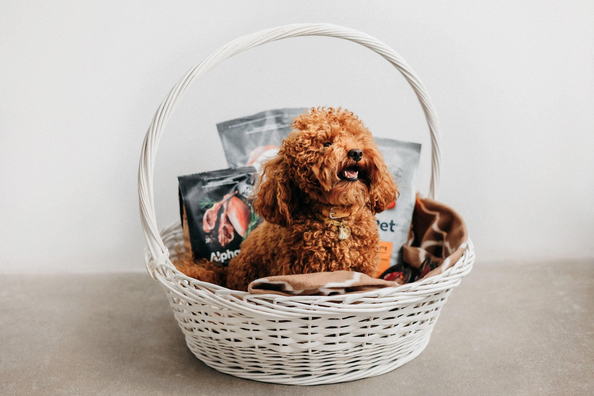 Корма Alpha Pet. Фотограф-анималист Елена Радченко, Москва