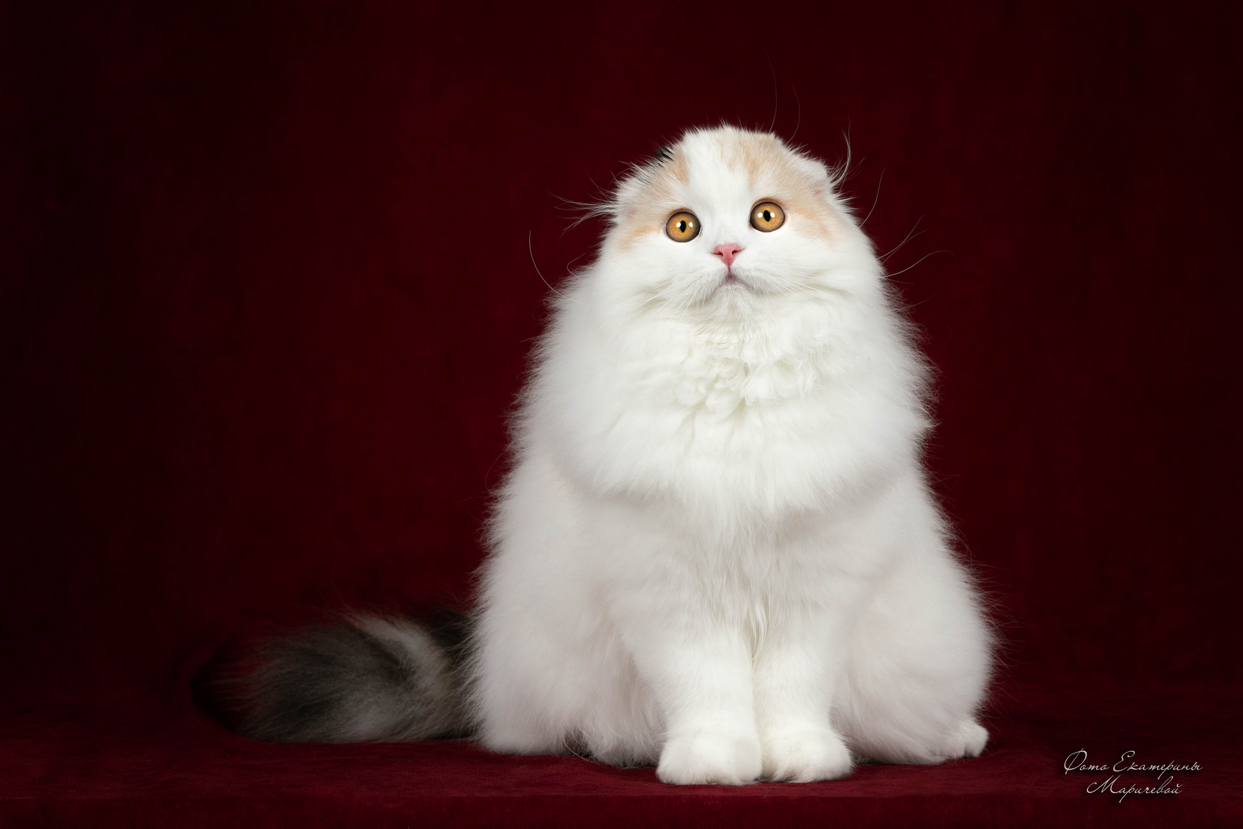 Стендовая съёмка на выставках кошек. Фотограф-анималист в Омске Екатерина Маричева