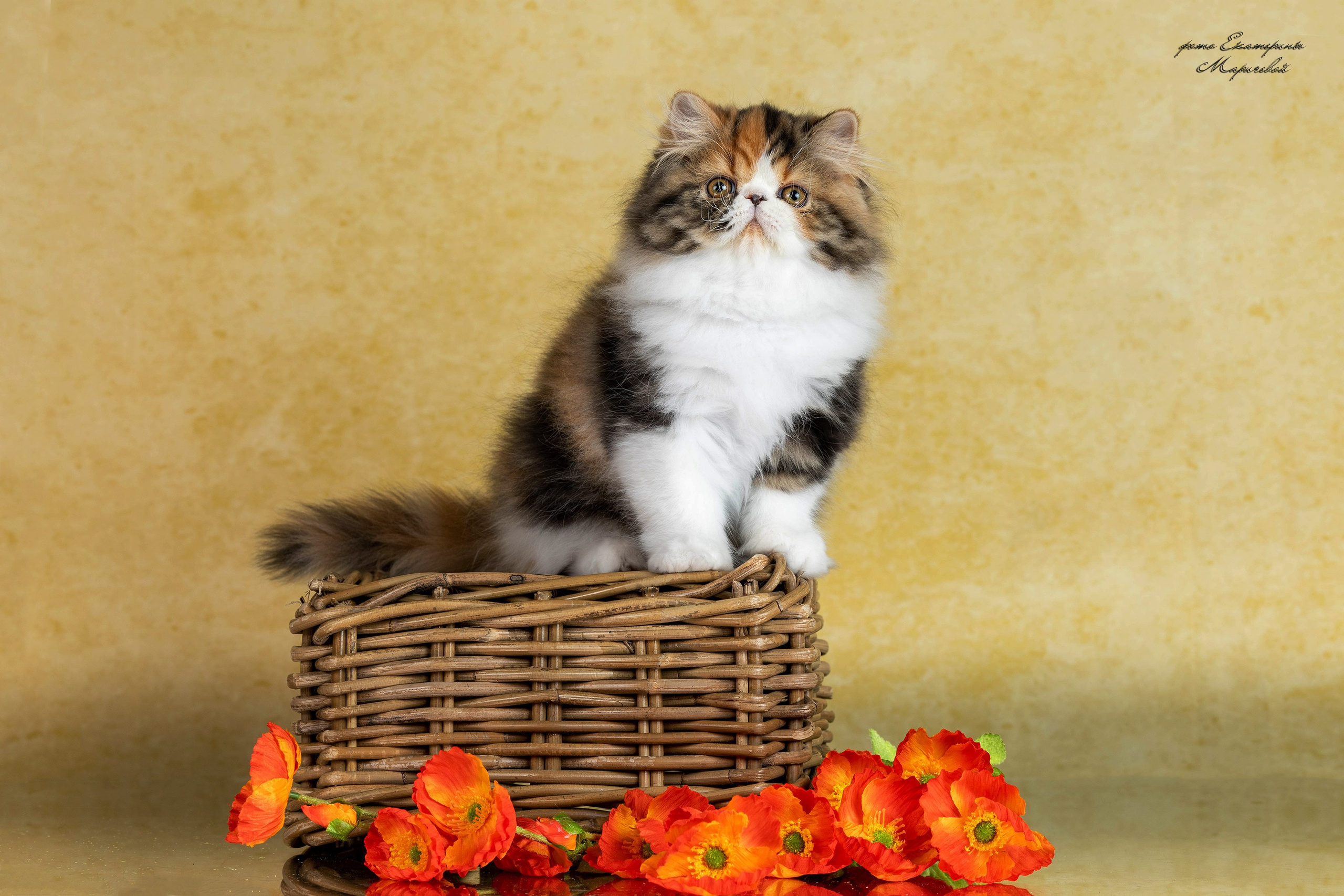 Стендовая съёмка на выставках кошек. Фотограф-анималист в Омске Екатерина Маричева