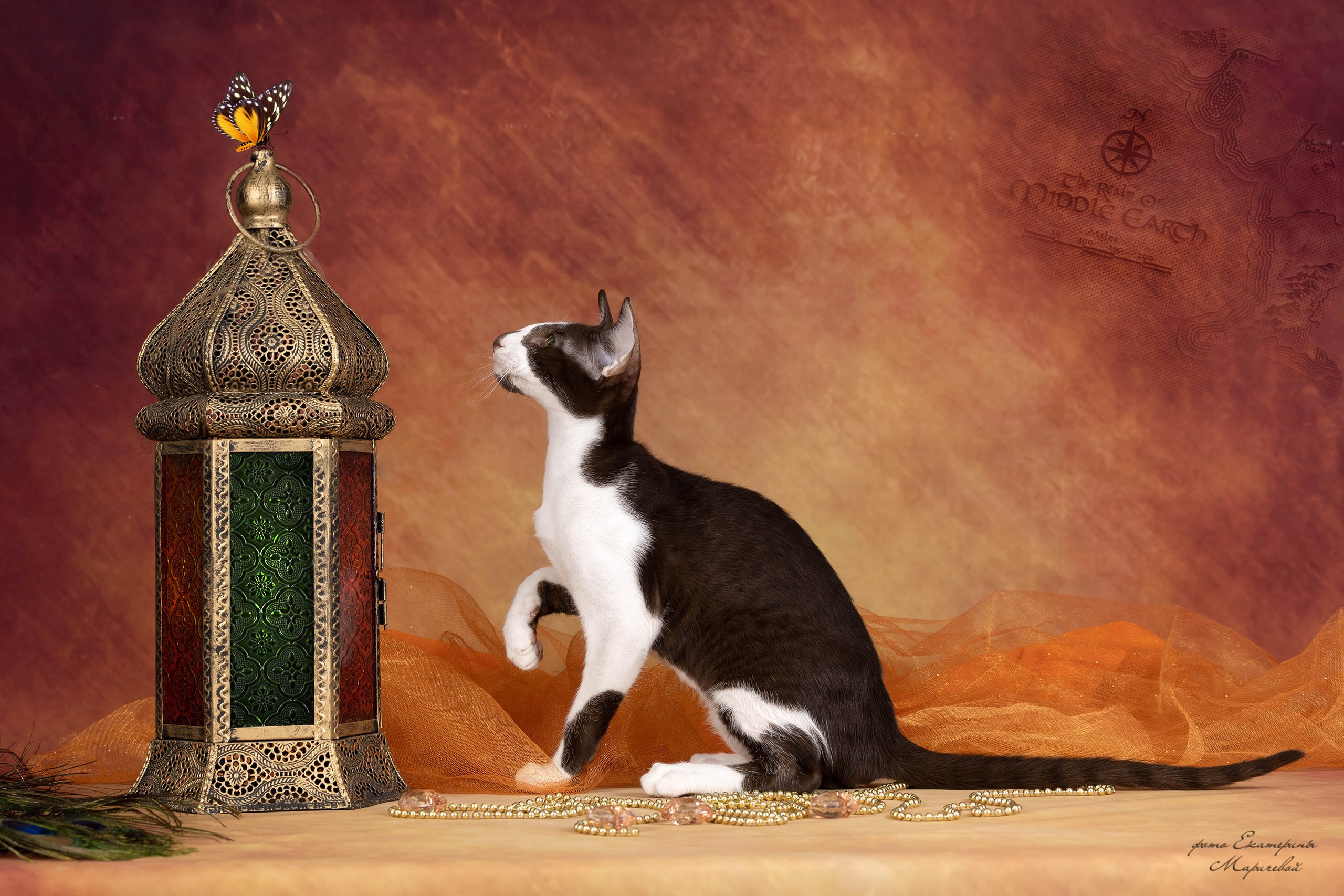 Галерея котят. Фотограф-анималист в Омске Екатерина Маричева