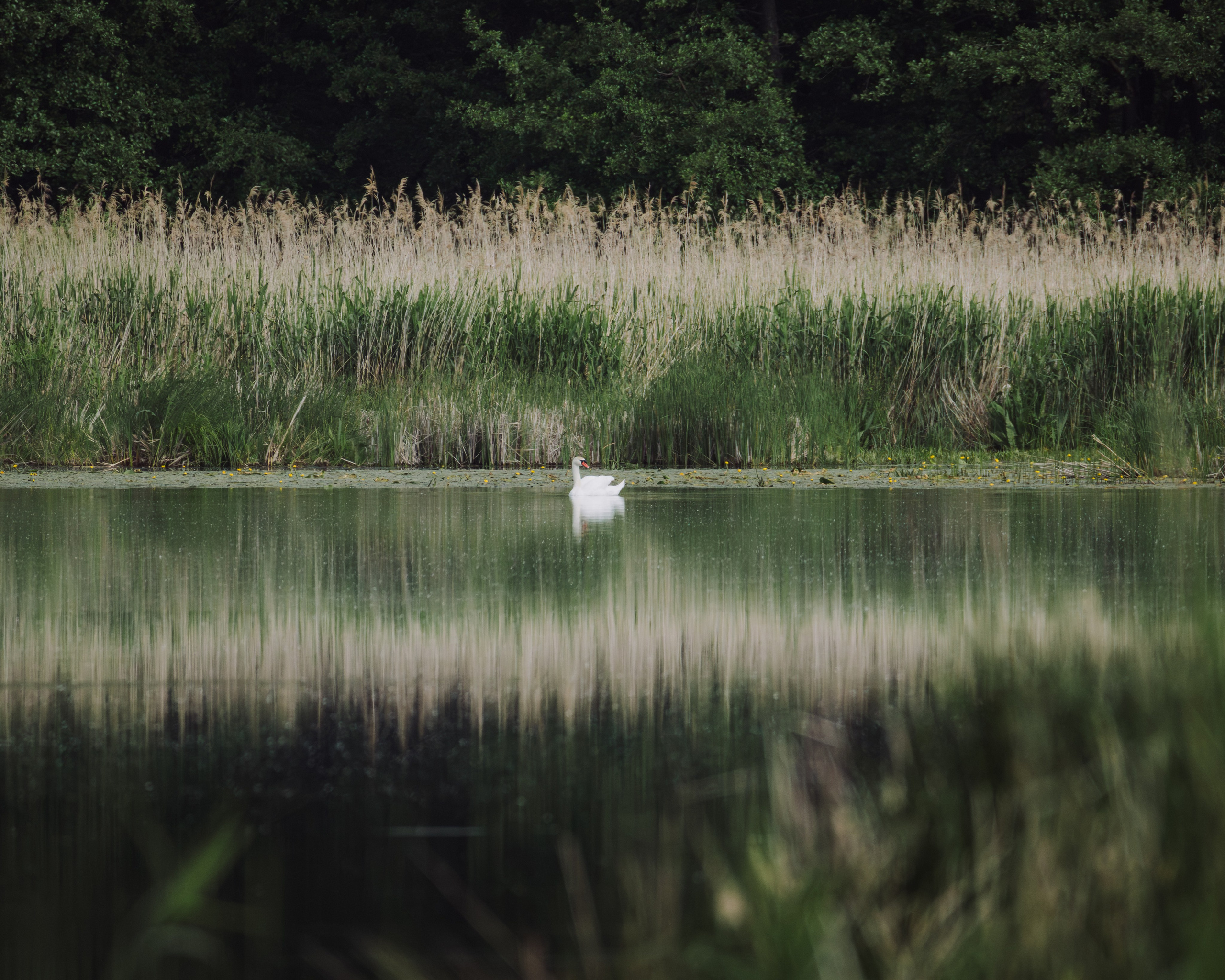 Voronezh 2026. Anton Chernov | Wildlife photographer