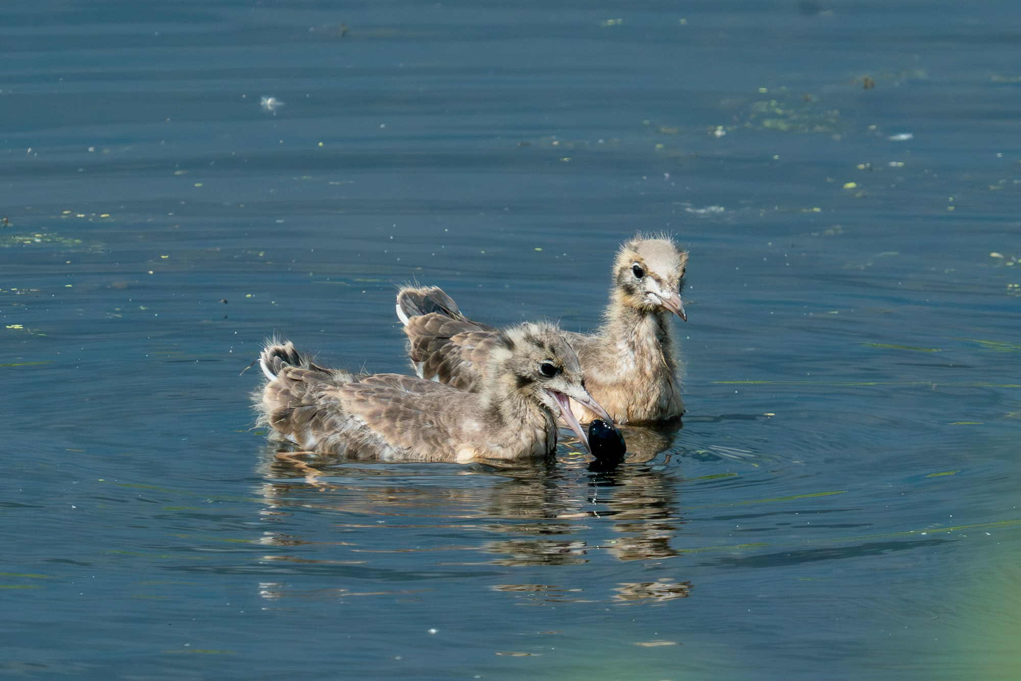 Удивительные мир птиц. Вокруг нас столько прекрасного — присмотритесь!. Ваш личный фотограф Марина Волкова