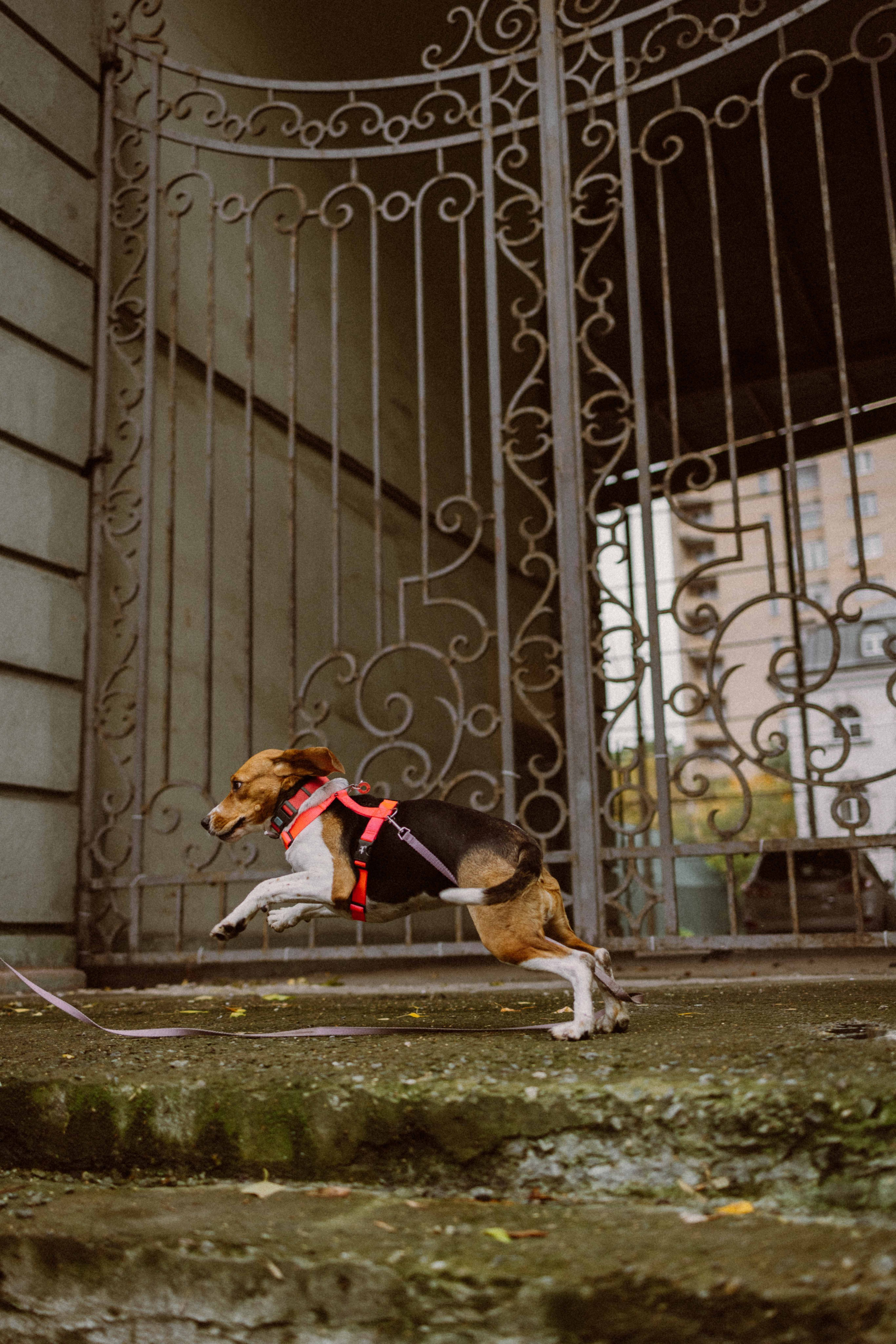 Света и Ива. Фотограф-анималист в Москве Лера Черноног