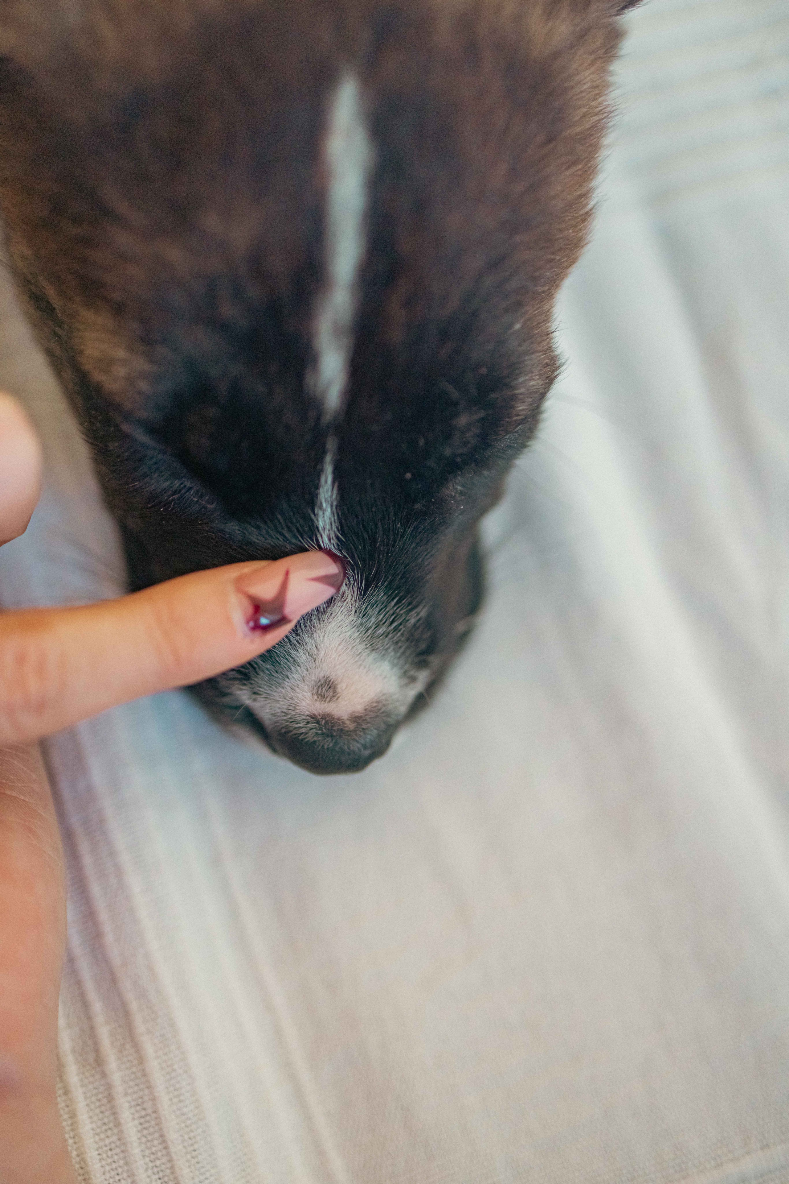 Гайка. Фотограф-анималист в Москве Лера Черноног