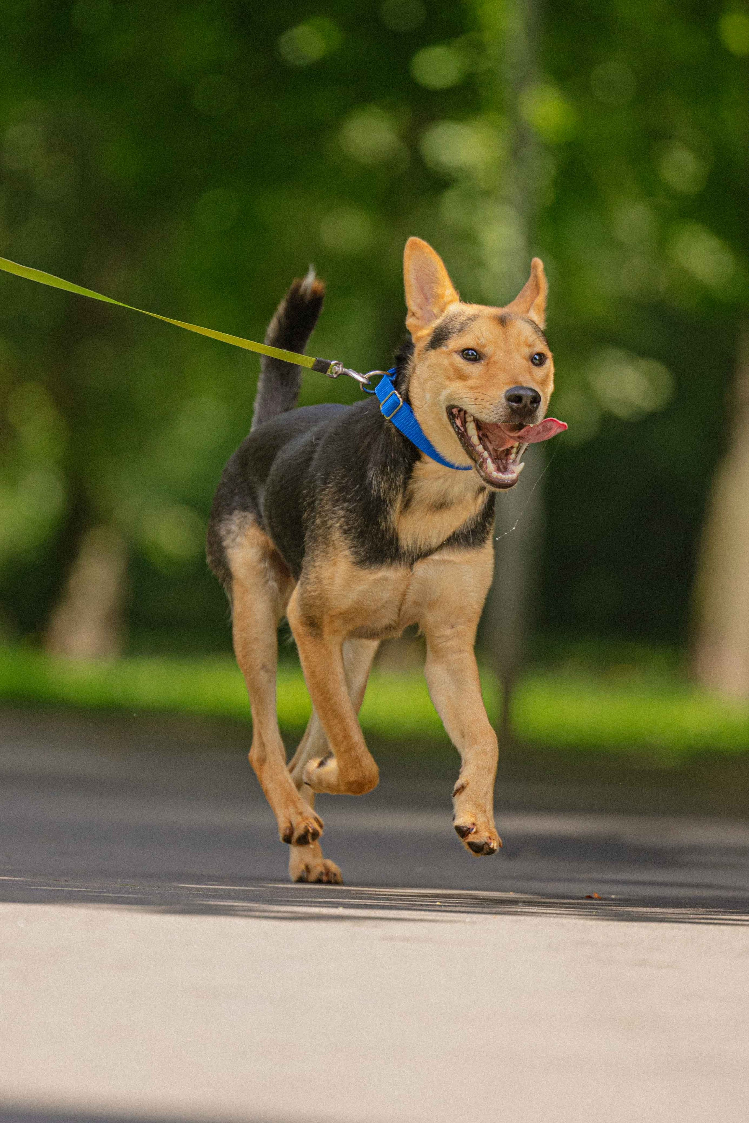 Джеки. Фотограф-анималист в Москве Лера Черноног