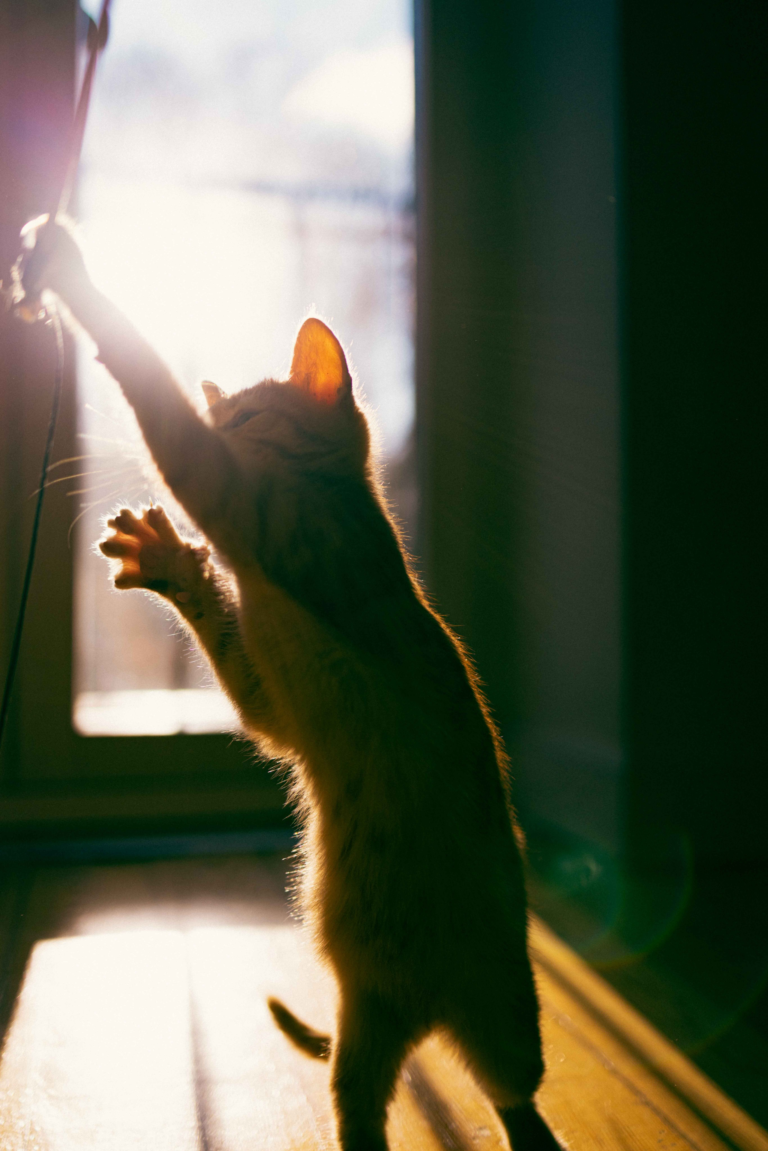 Кускус. Фотограф-анималист в Москве Лера Черноног