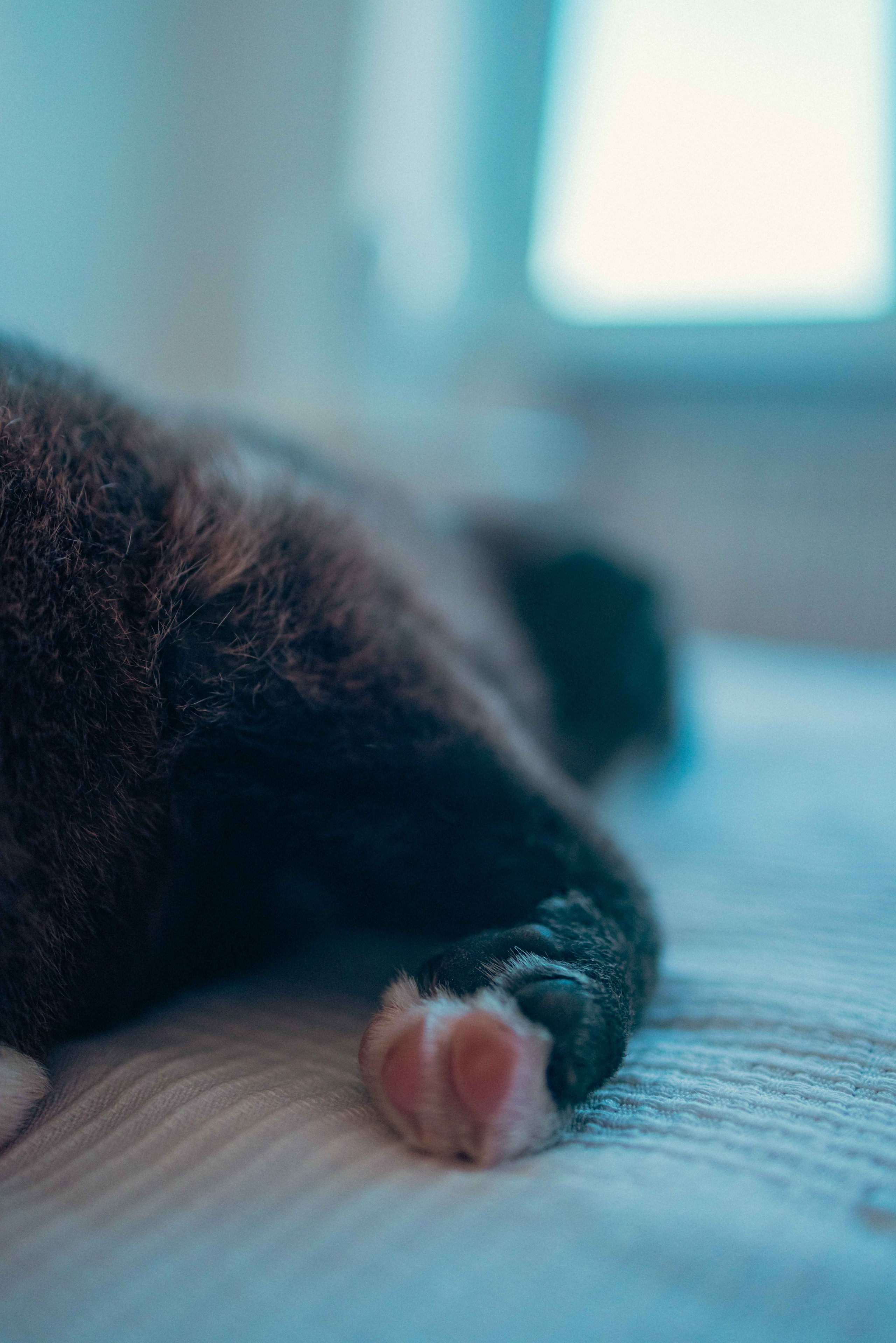 Гайка. Фотограф-анималист в Москве Лера Черноног