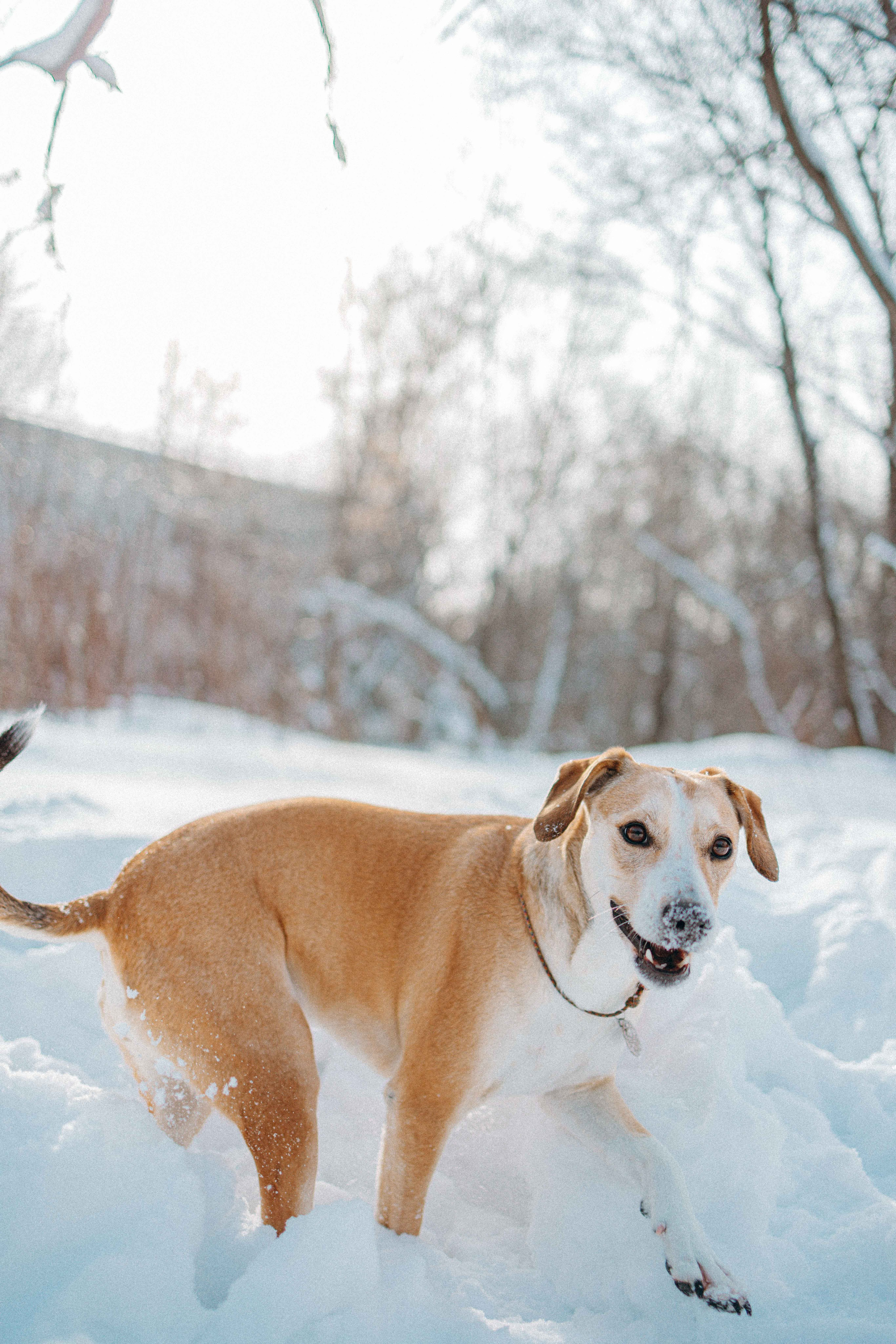 Свобода и ее семья. Фотограф-анималист в Москве Лера Черноног
