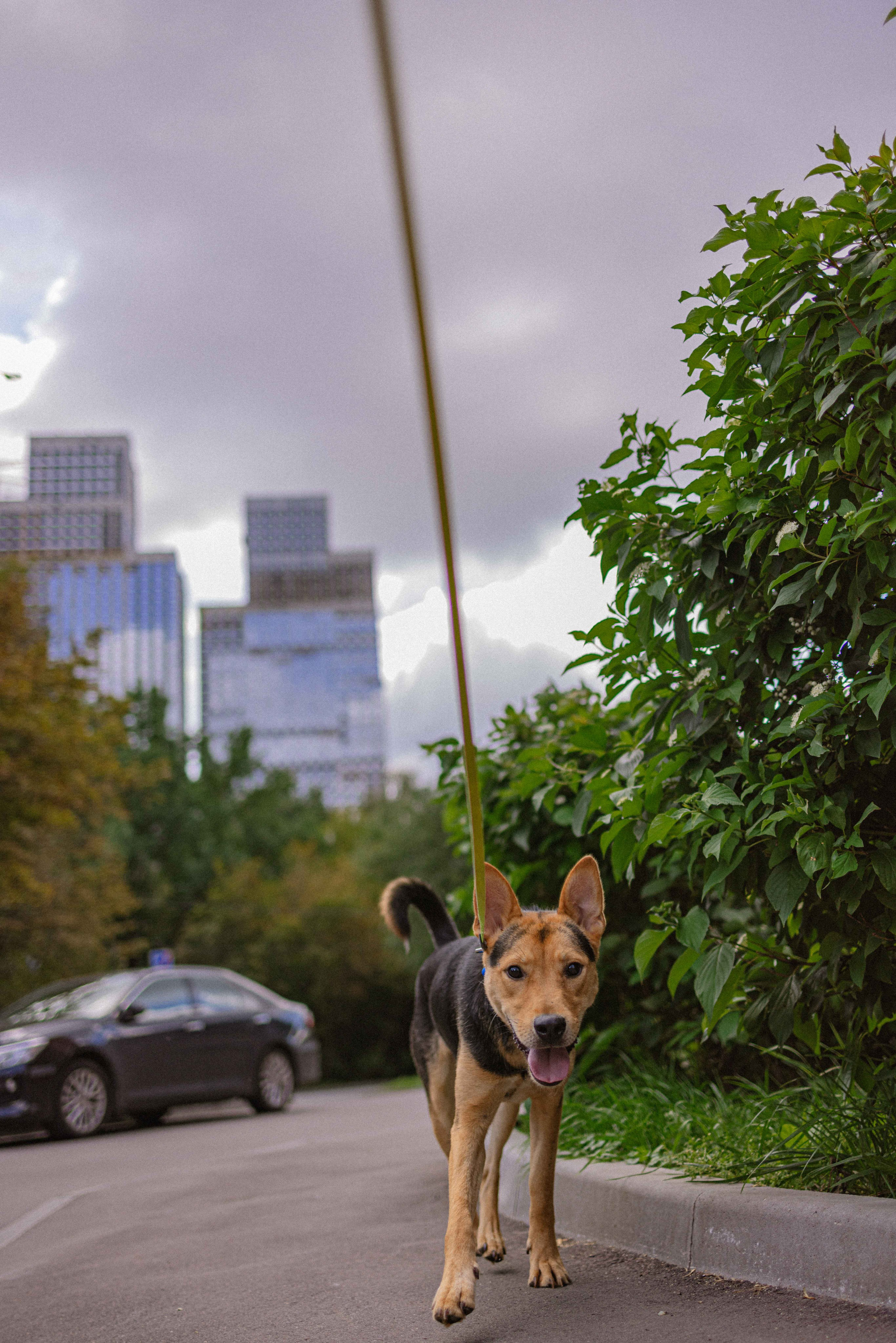 Джеки. Фотограф-анималист в Москве Лера Черноног