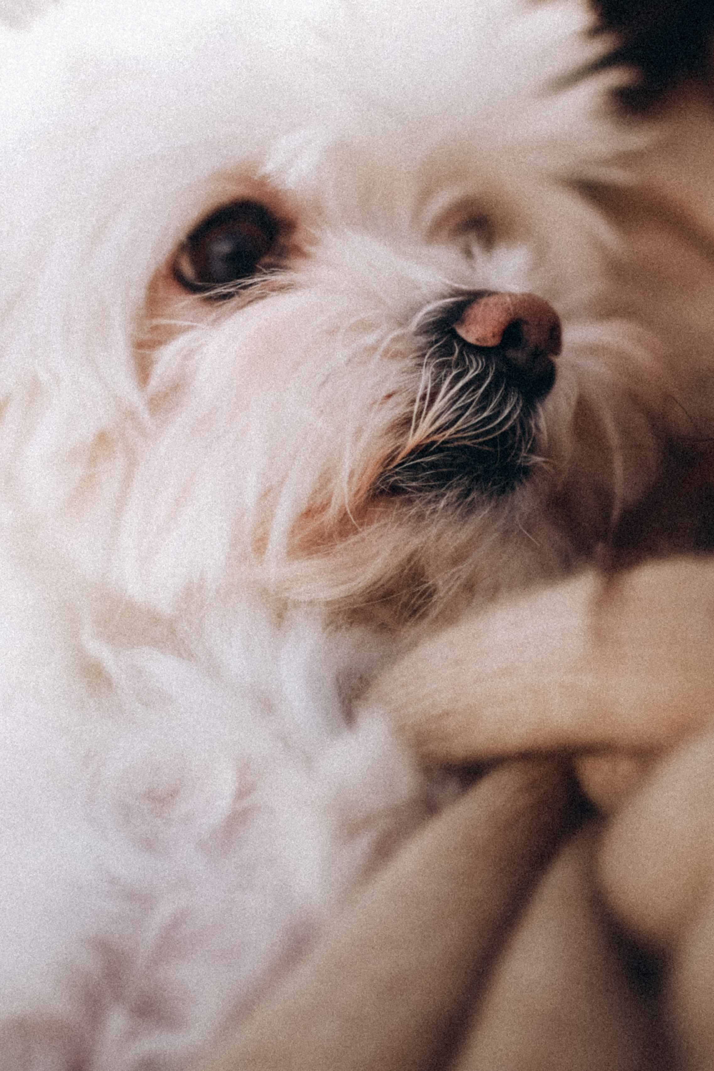 Катюша & Милашка. Фотограф НОГИНСК, Москва, Анастасия Белая
