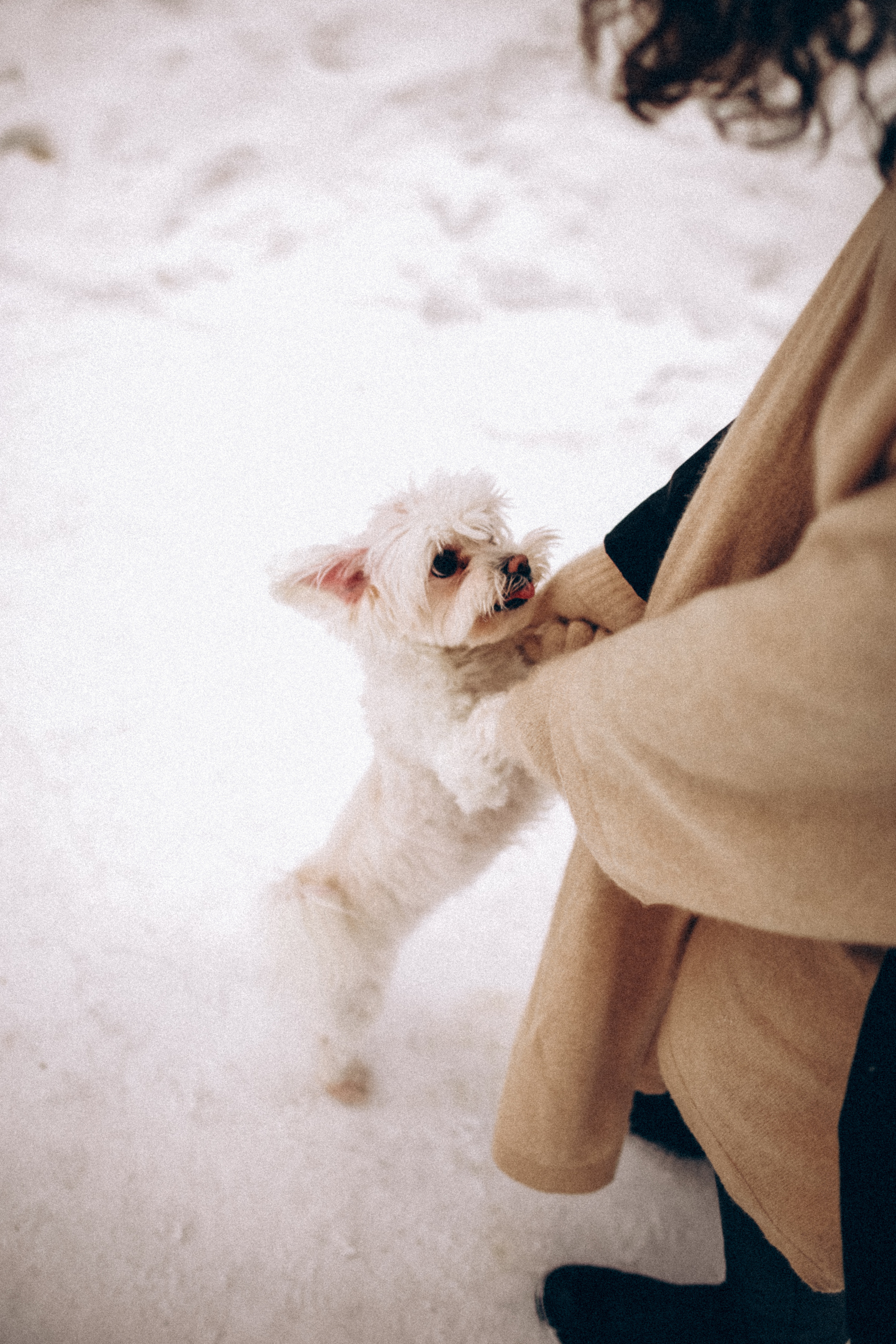 Катюша & Милашка. Фотограф НОГИНСК, Москва, Анастасия Белая