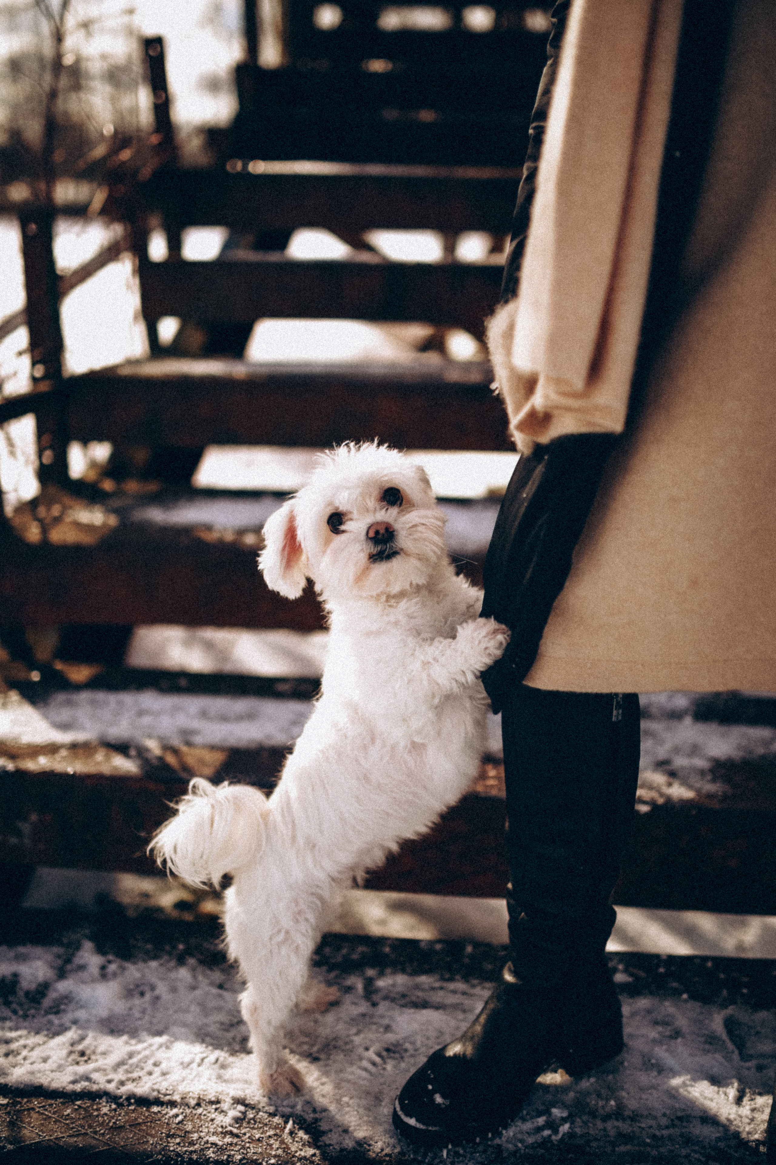 Катюша & Милашка. Фотограф НОГИНСК, Москва, Анастасия Белая